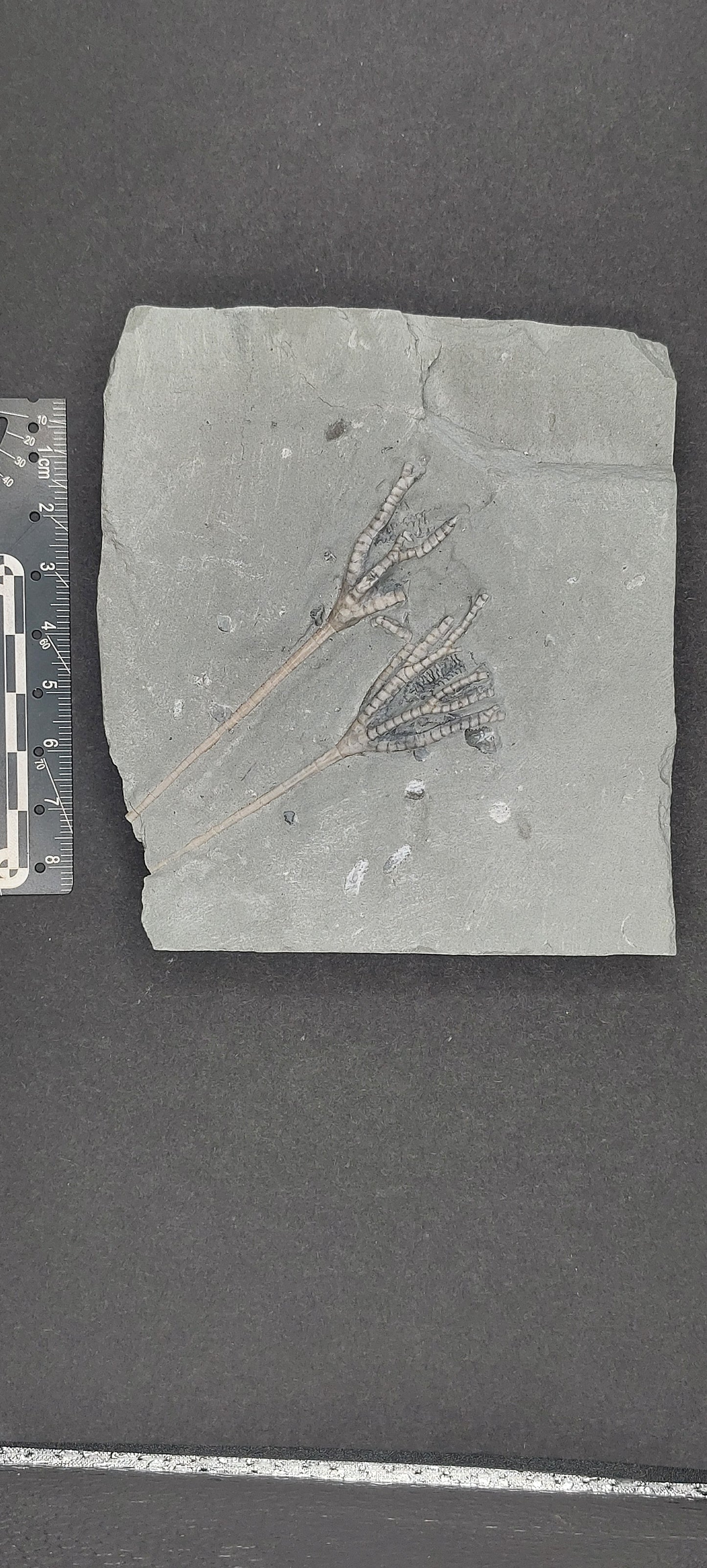 Iocrinus sp.-Ohio