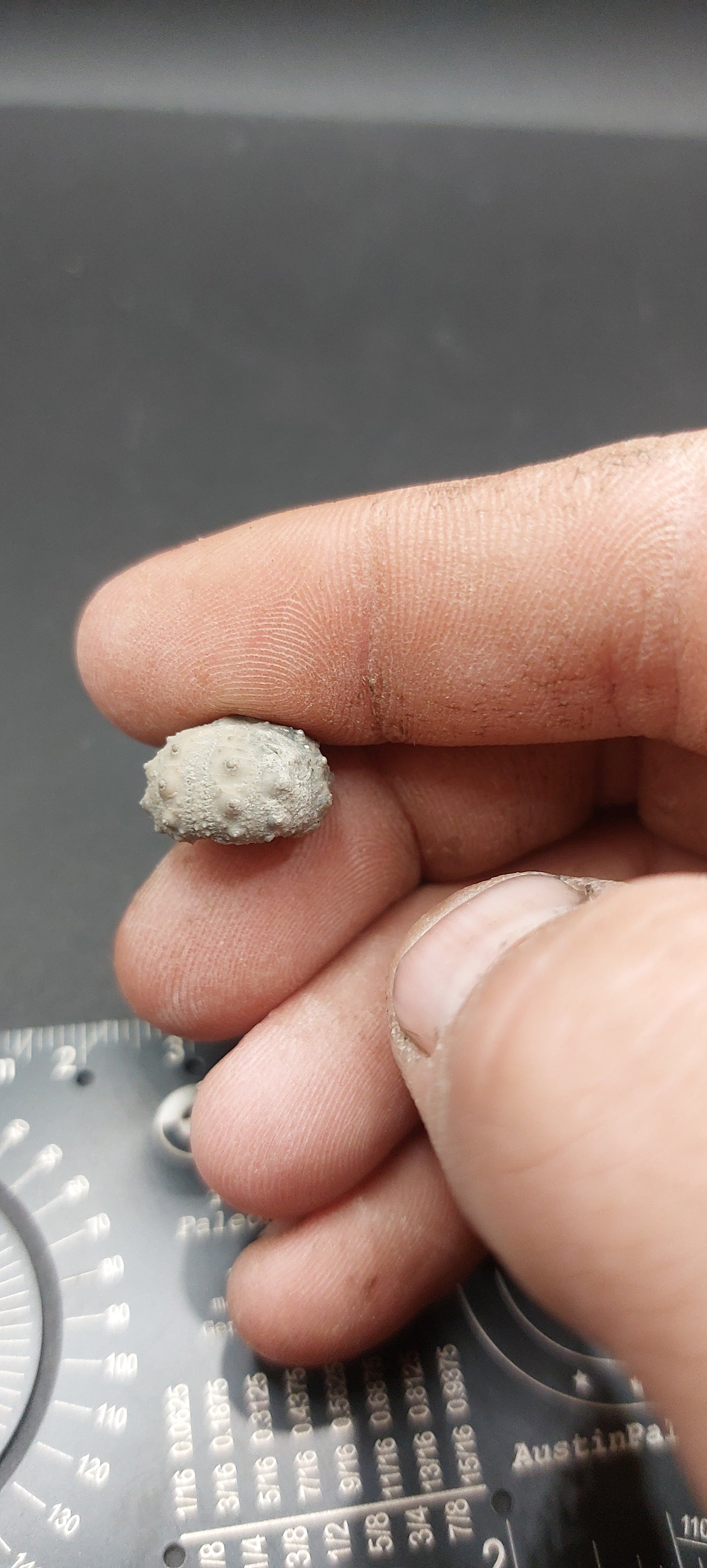 Goniophorus sp.-Texas 06