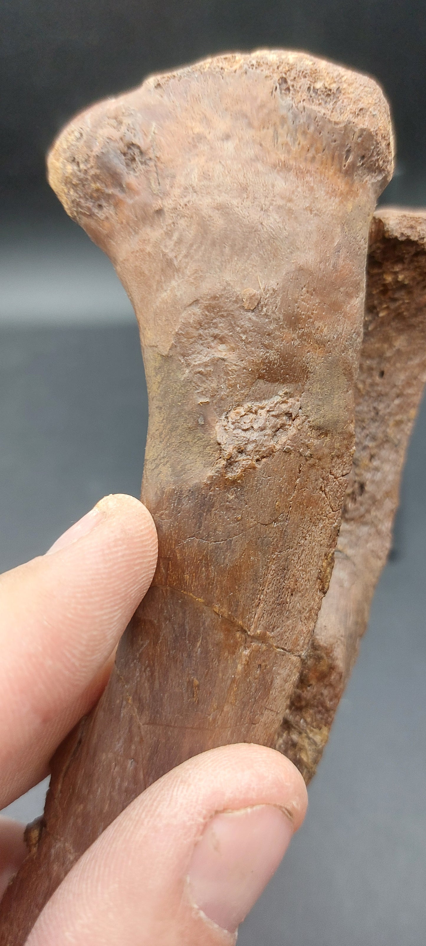 Hadrosaur Chevron-Texas