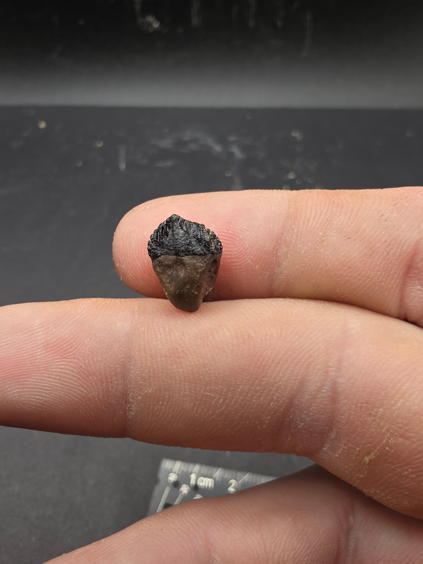 Juvenile Triceratops Tooth-Montana