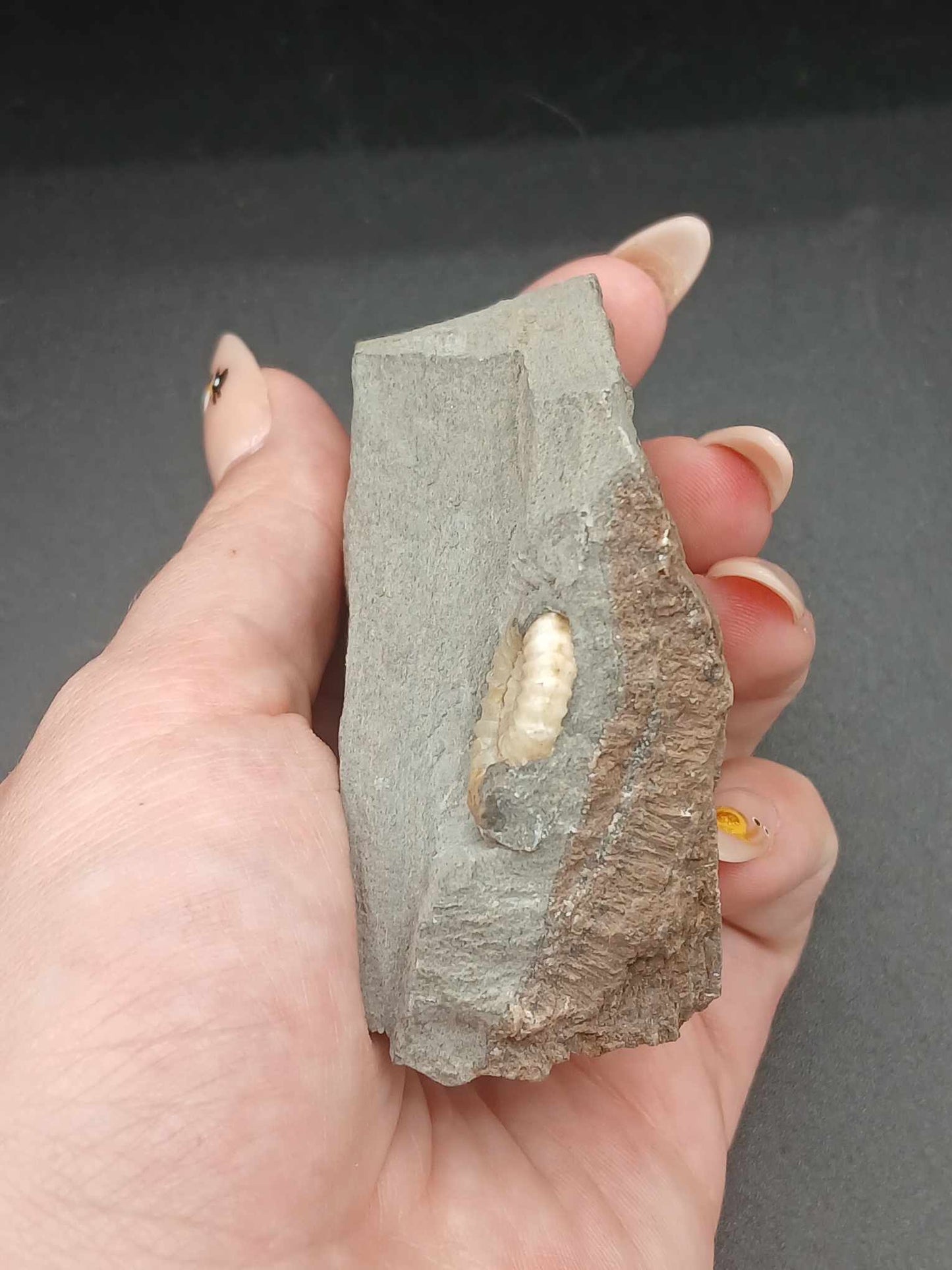 Promicroceras planicosta-England 001
