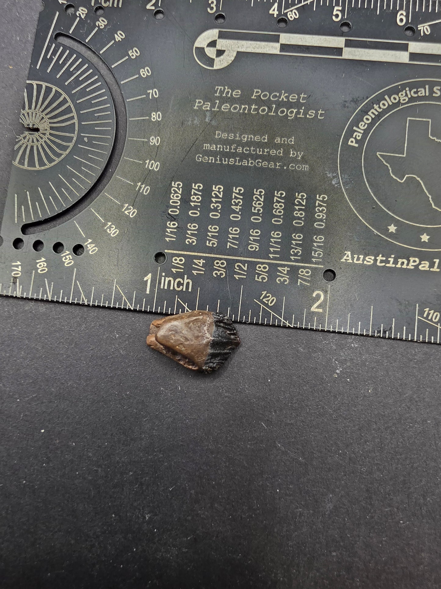 Juvenile Triceratops Tooth-Montana