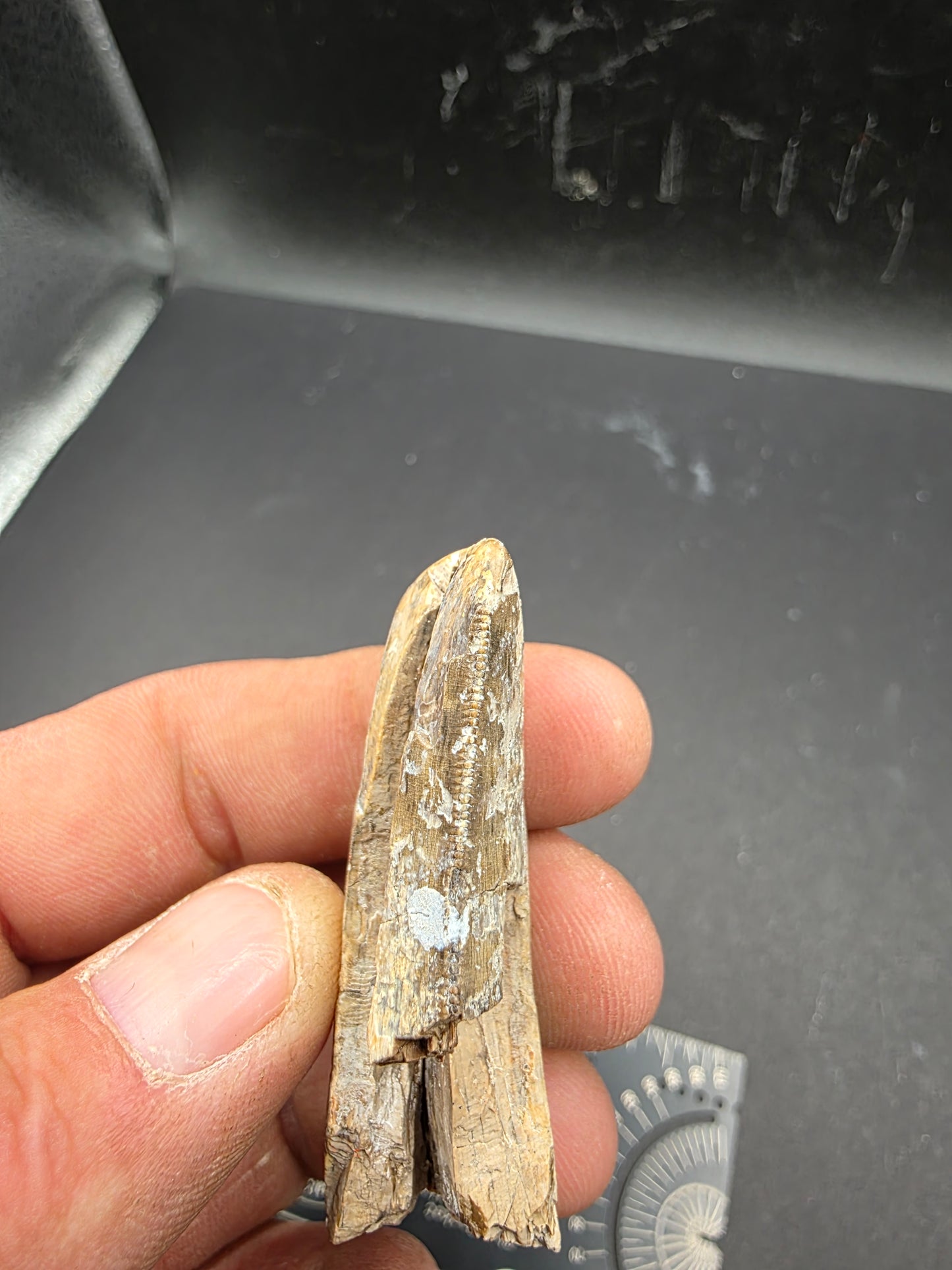 Tyrannosaurid Tooth-Texas