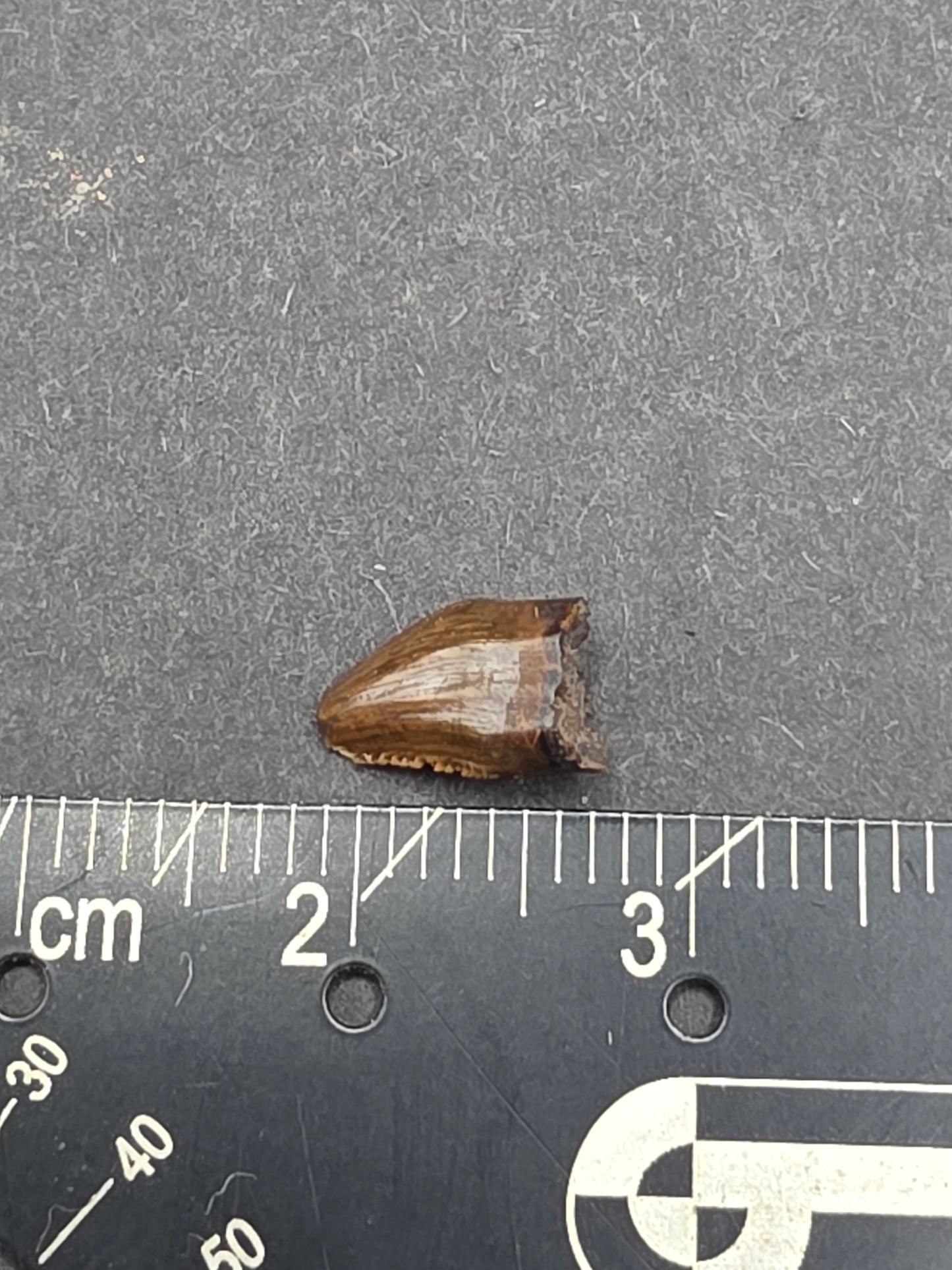 Pachycephalosaur Tooth-Montana 01