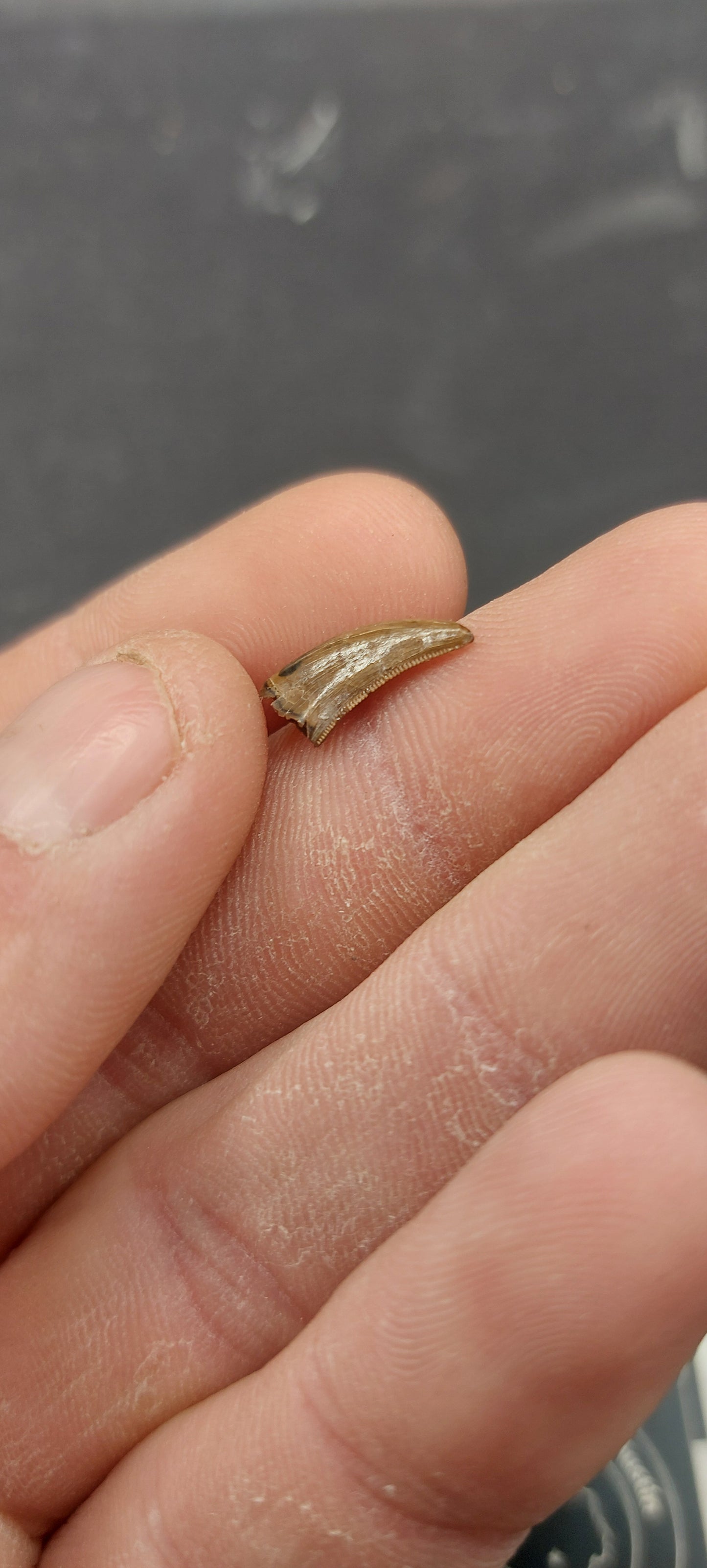 Dromaeosaurus sp. Tooth-Montana