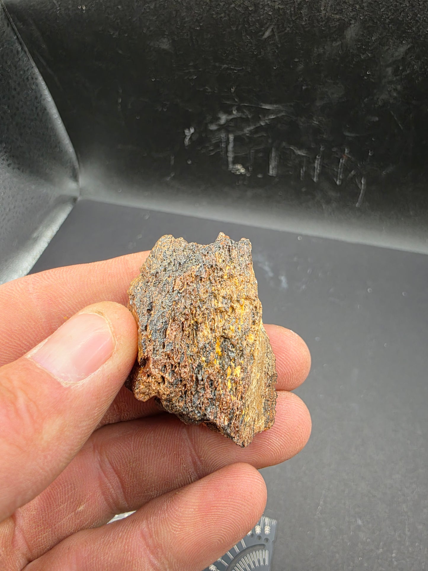 Pachycephalosaurid Skull-Texas