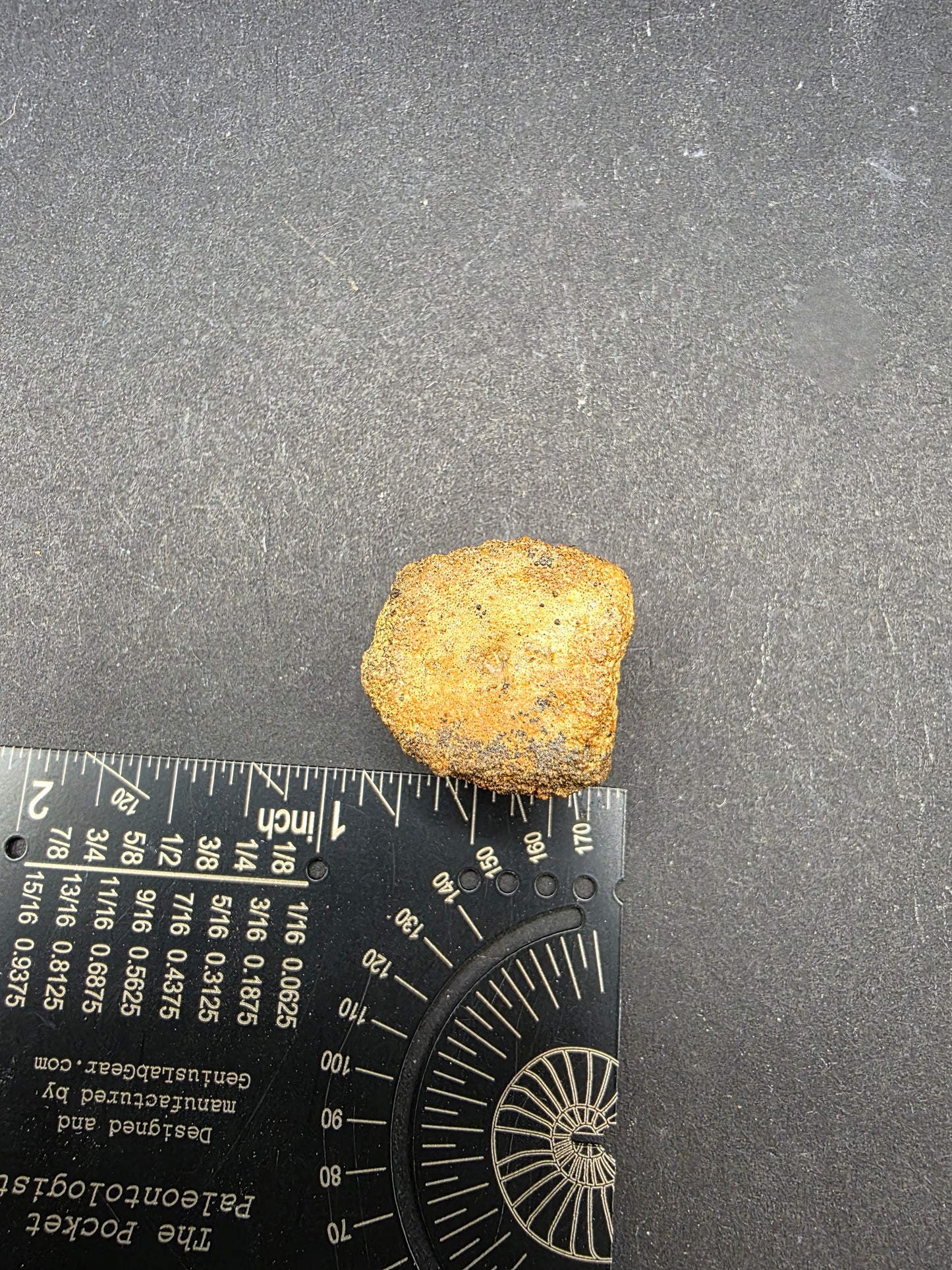 Hadrosaur Caudal (Tail) Vertebra-Texas