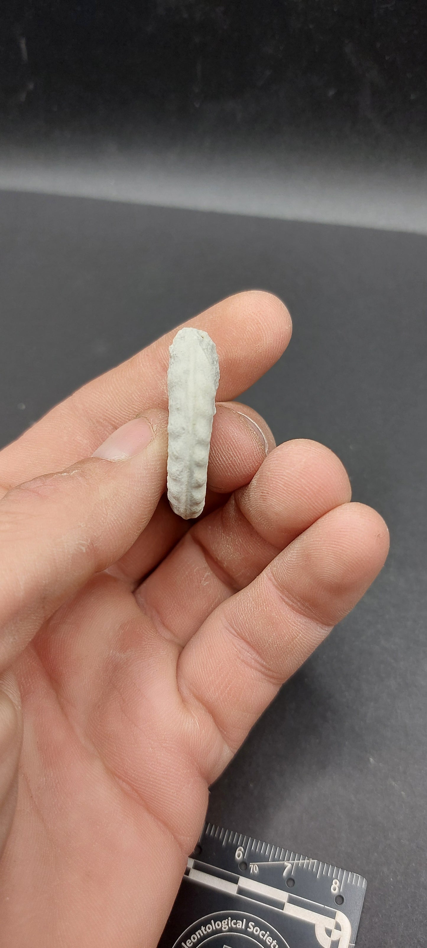 Mortoniceras (Drakeoceras) drakei-Texas 02