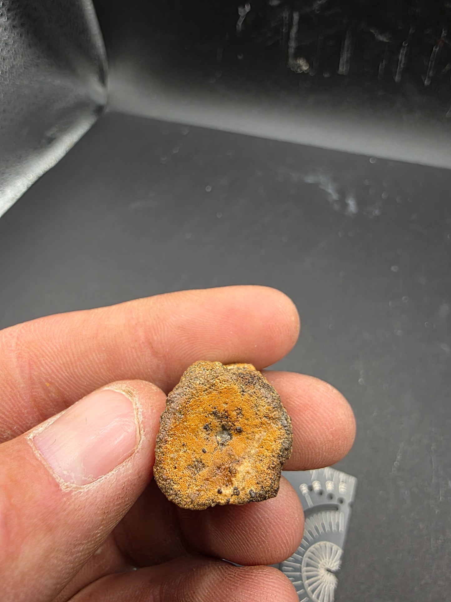 Hadrosaur Caudal (Tail) Vertebra-Texas