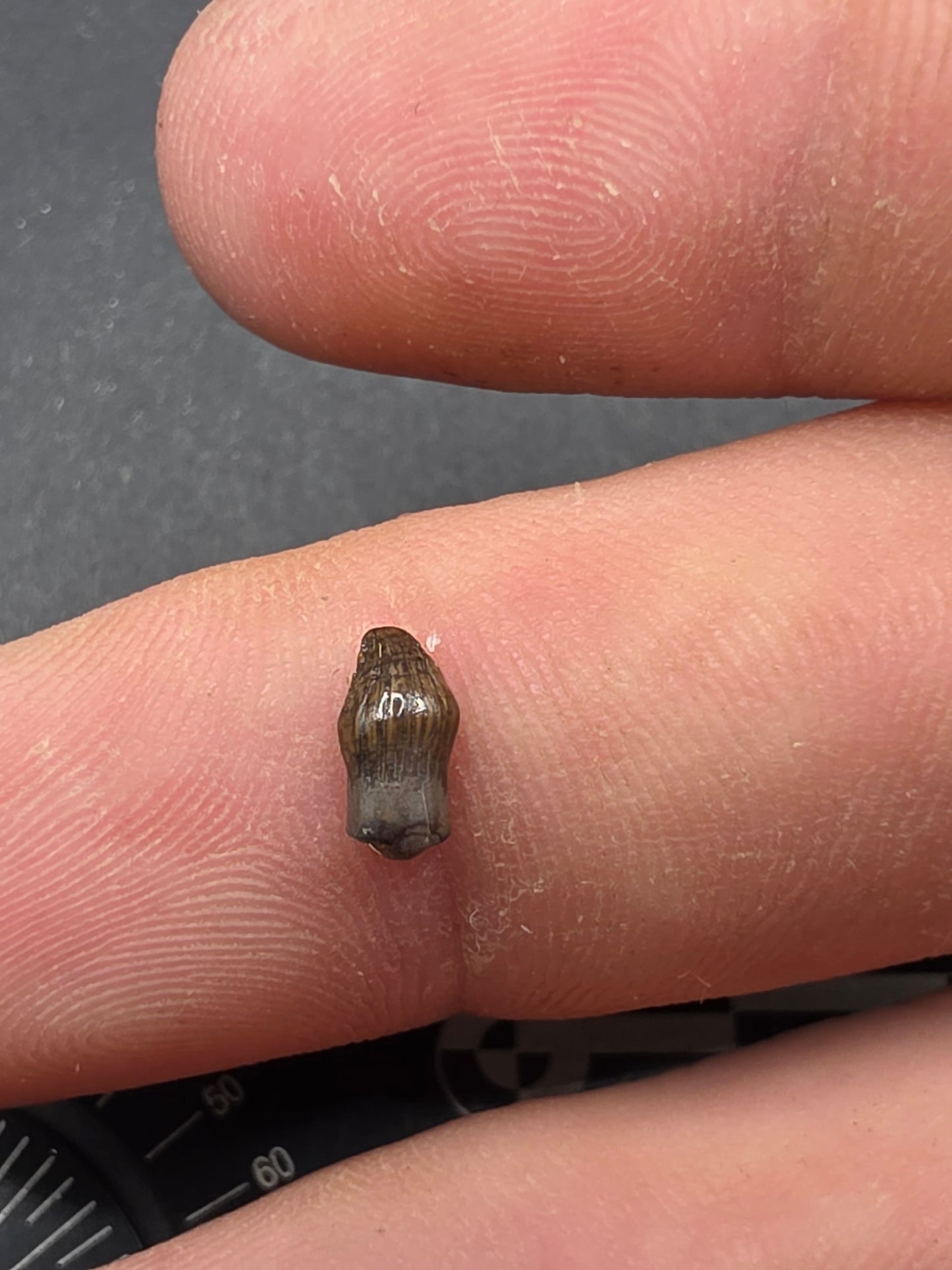 Thescelosaurus Tooth-Montana 01
