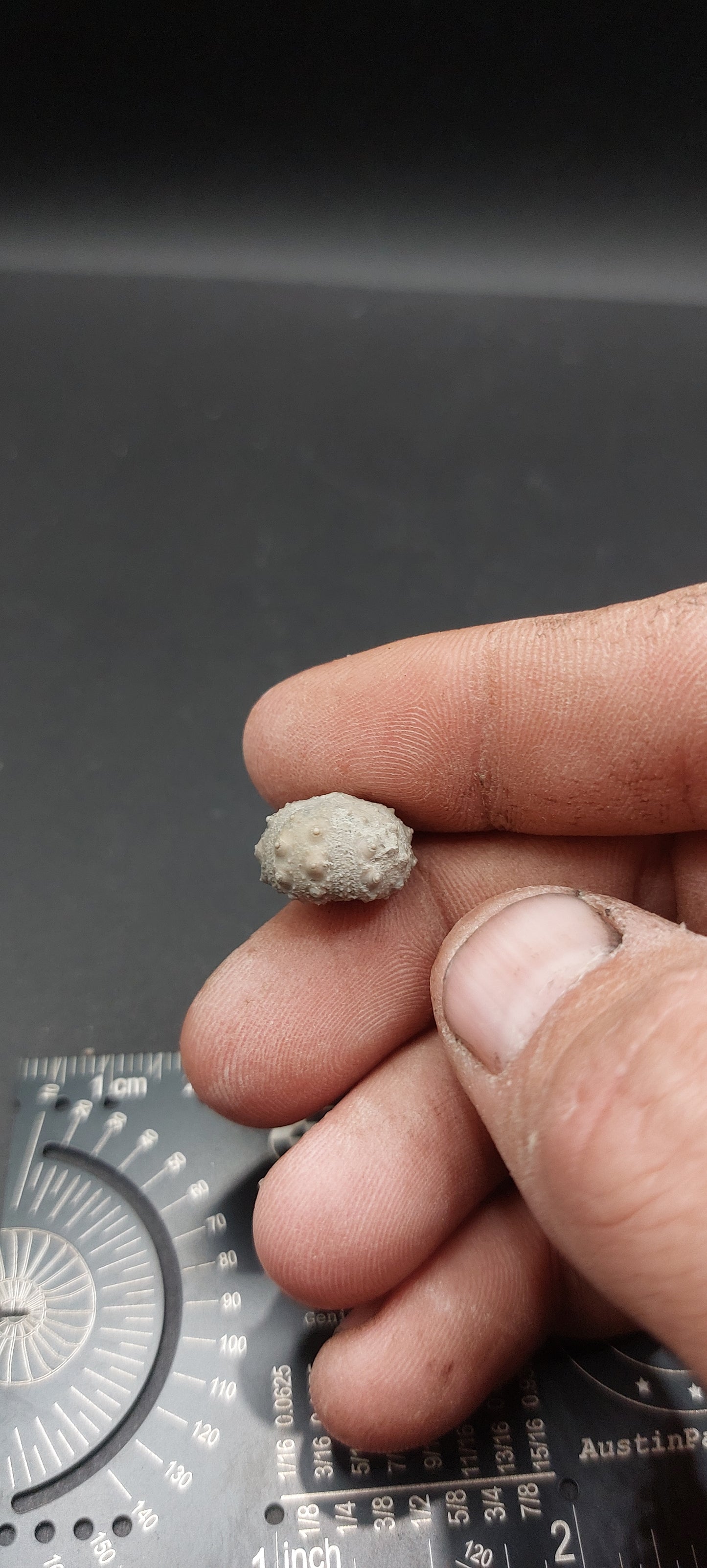 Goniophorus sp.-Texas 06