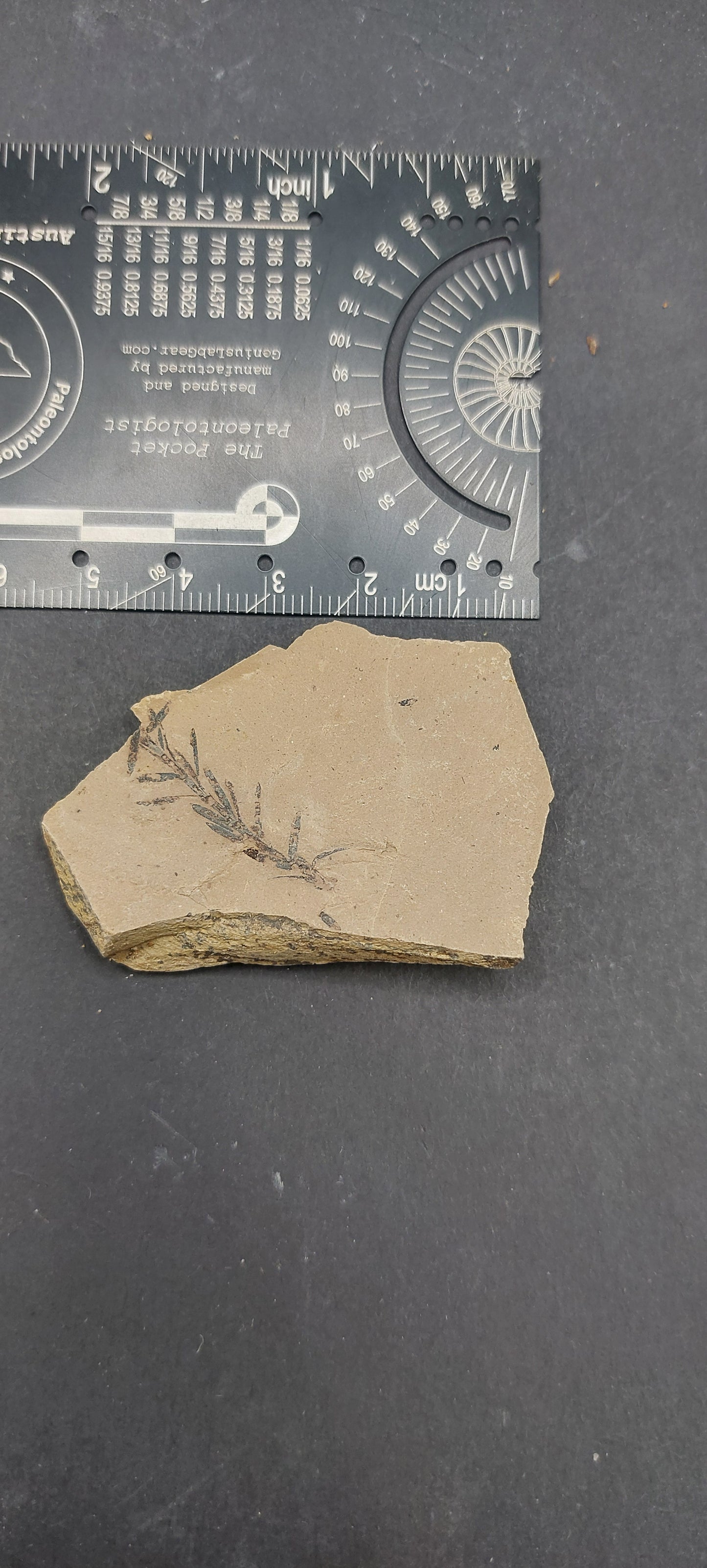 Metasequoia Leaf-Montana 05