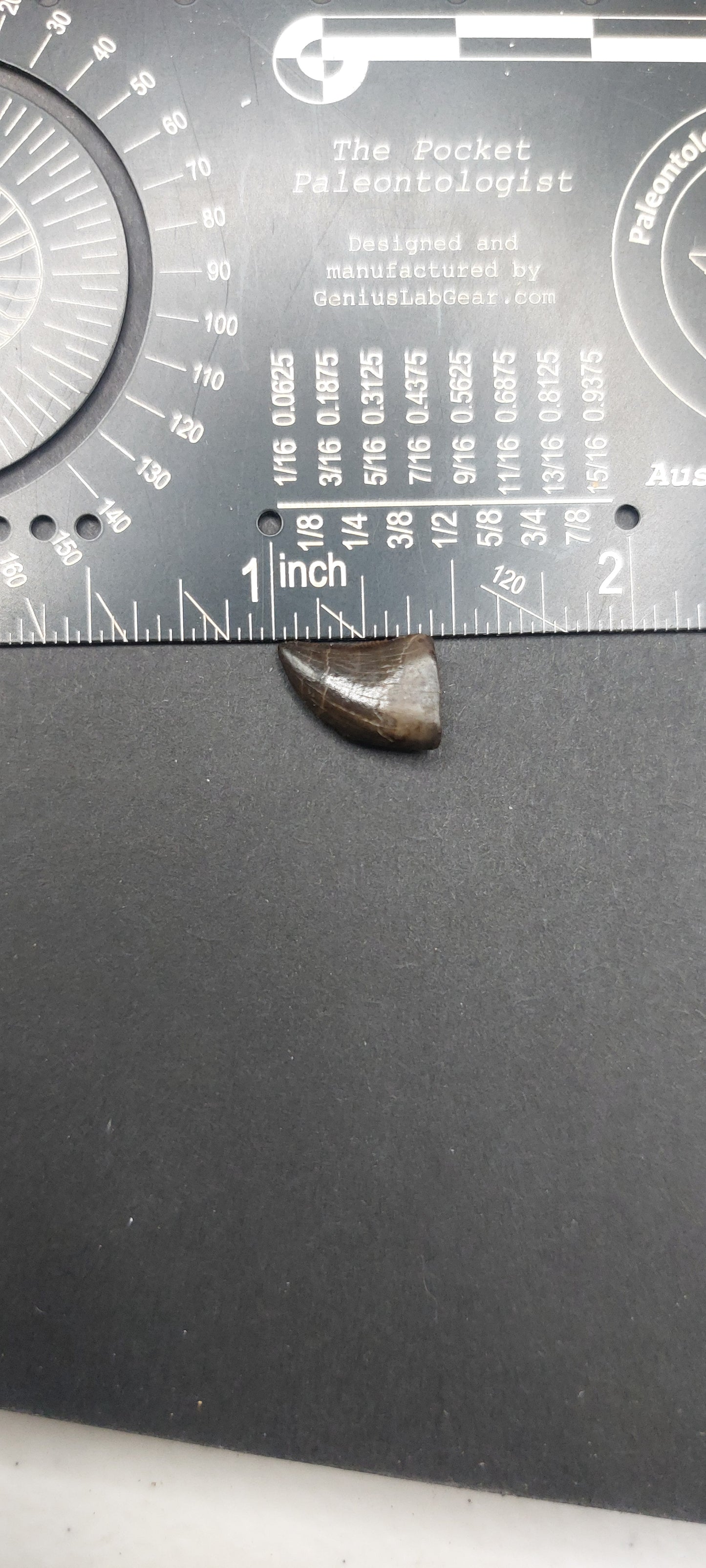 Nanotyrannus lancensis Tooth-Montana