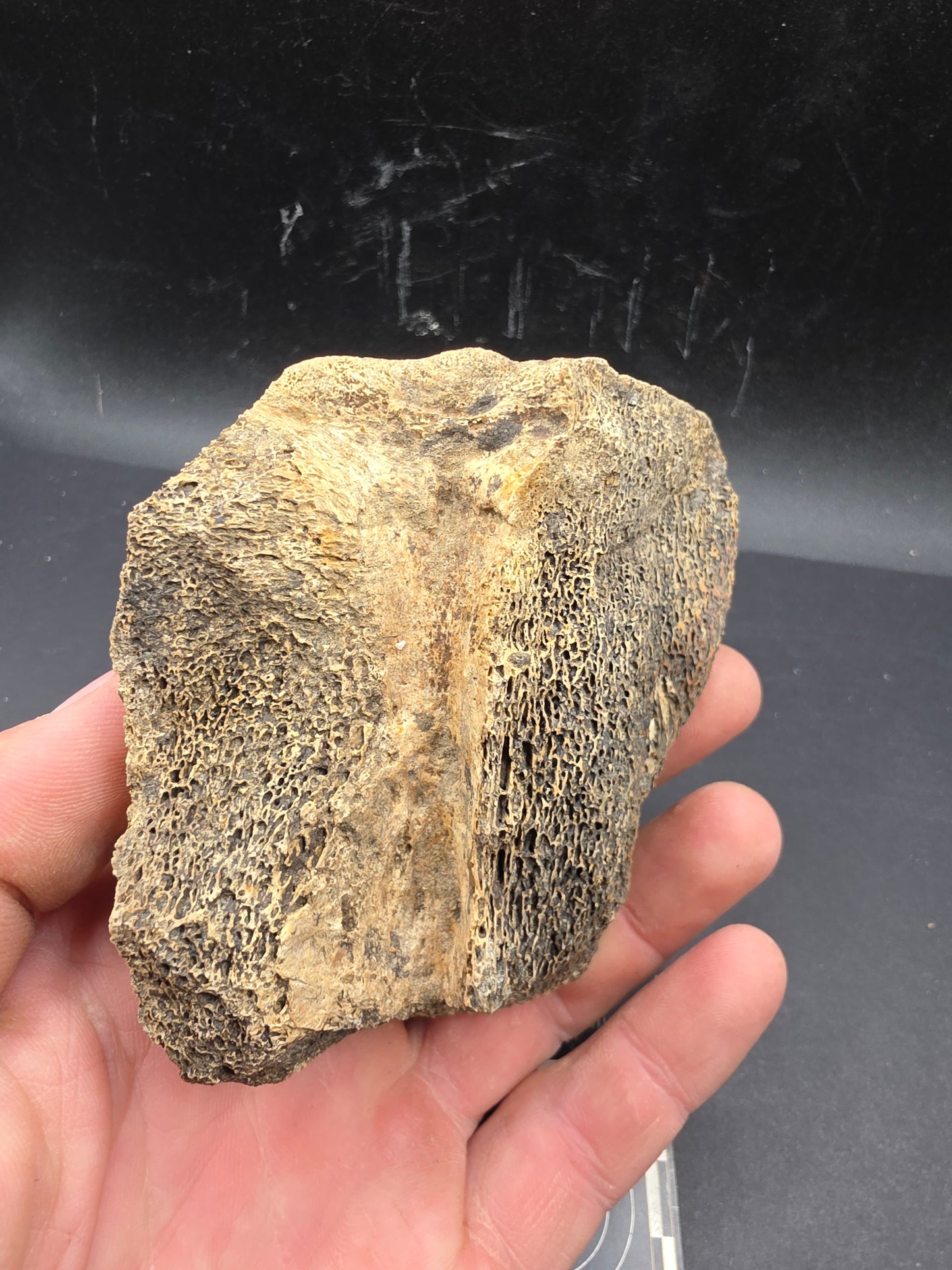 Partial Triceratops Vertebra on Stand-Montana