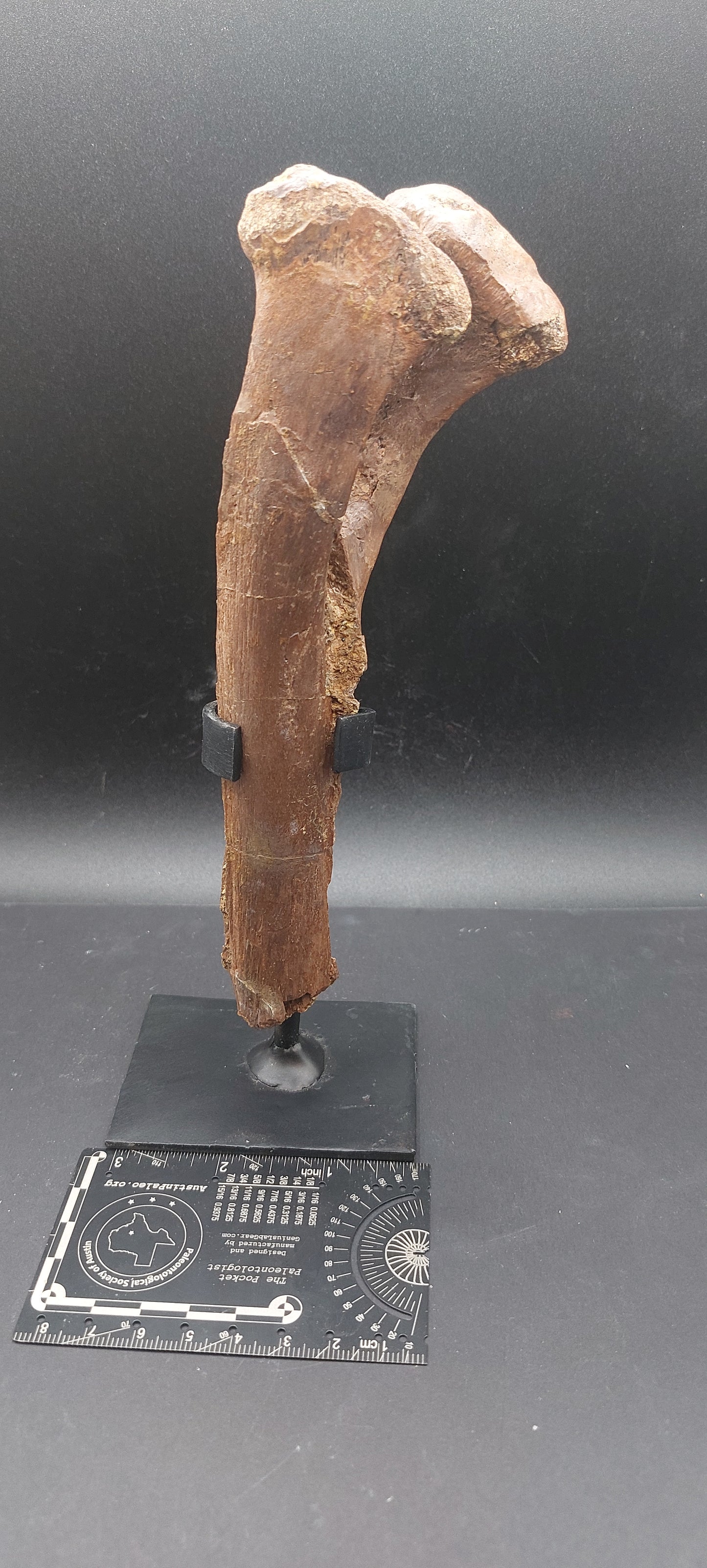 Hadrosaur Chevron-Texas