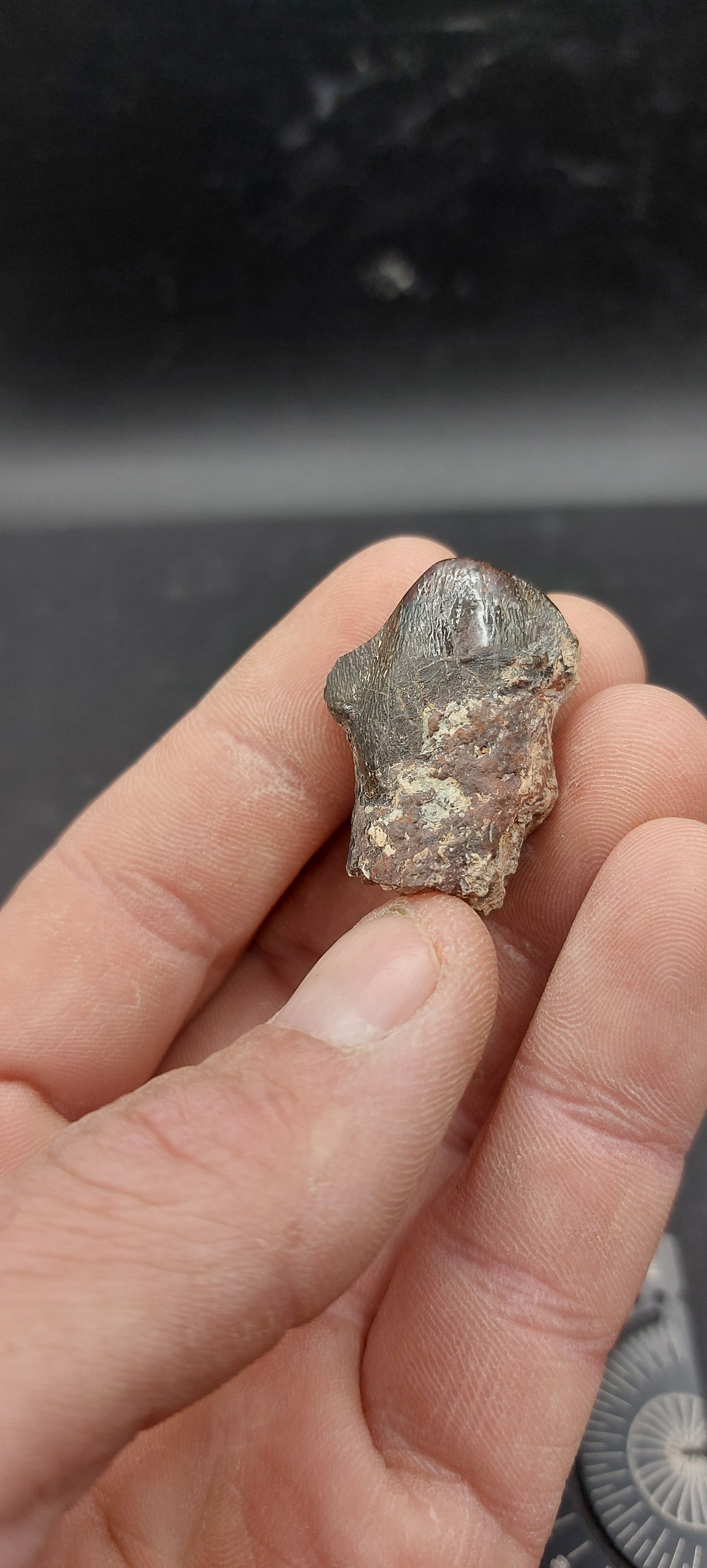 Coryphodon sp. Tooth-Wyoming 01