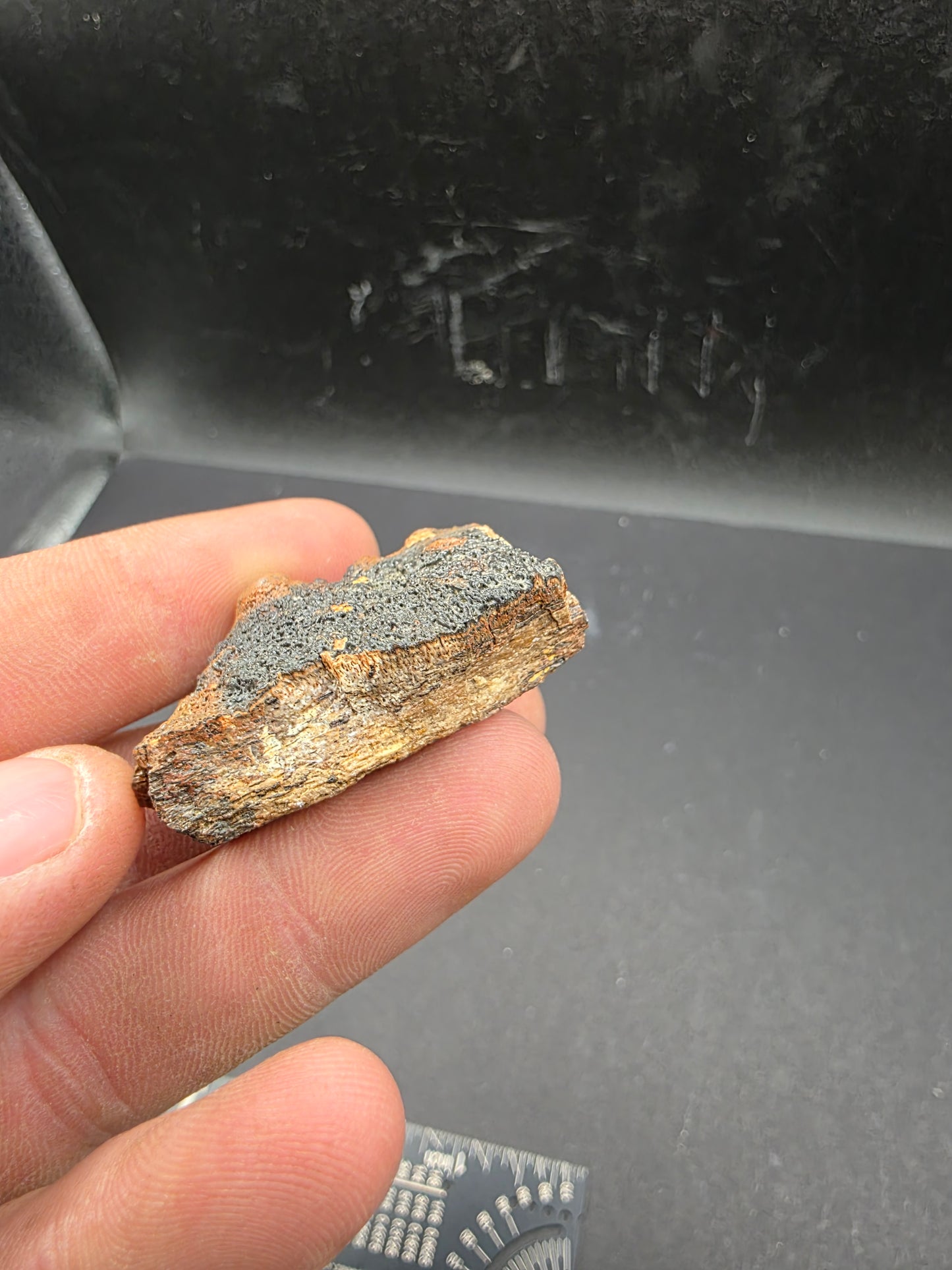 Pachycephalosaurid Skull-Texas