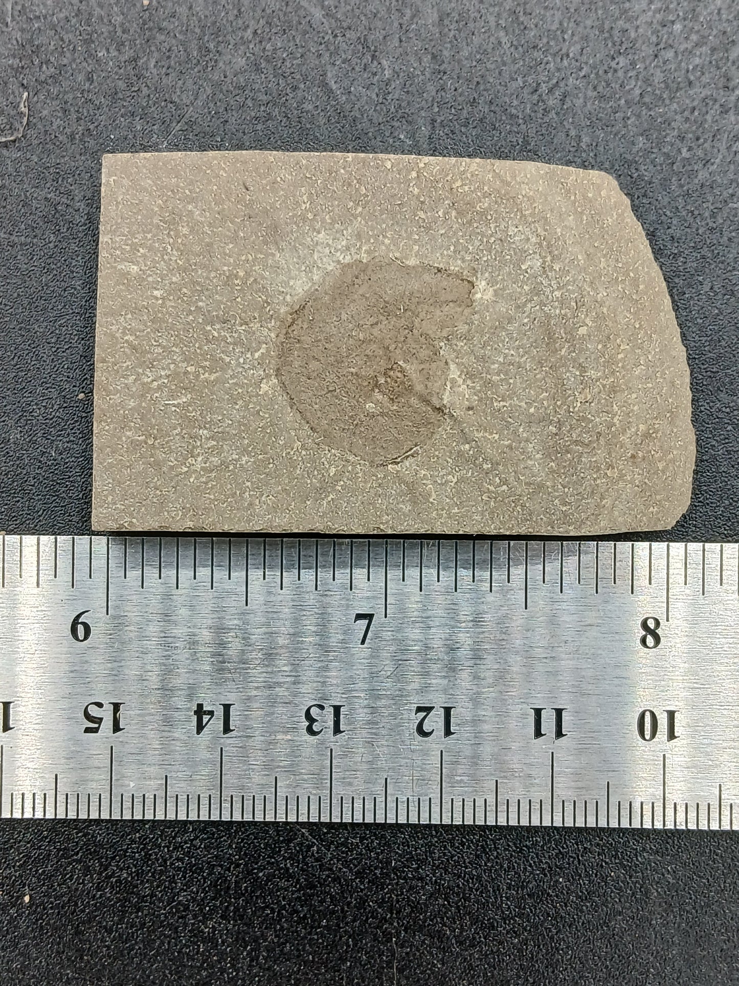 Anthracoceras beargulchensis-Montana-BG66
