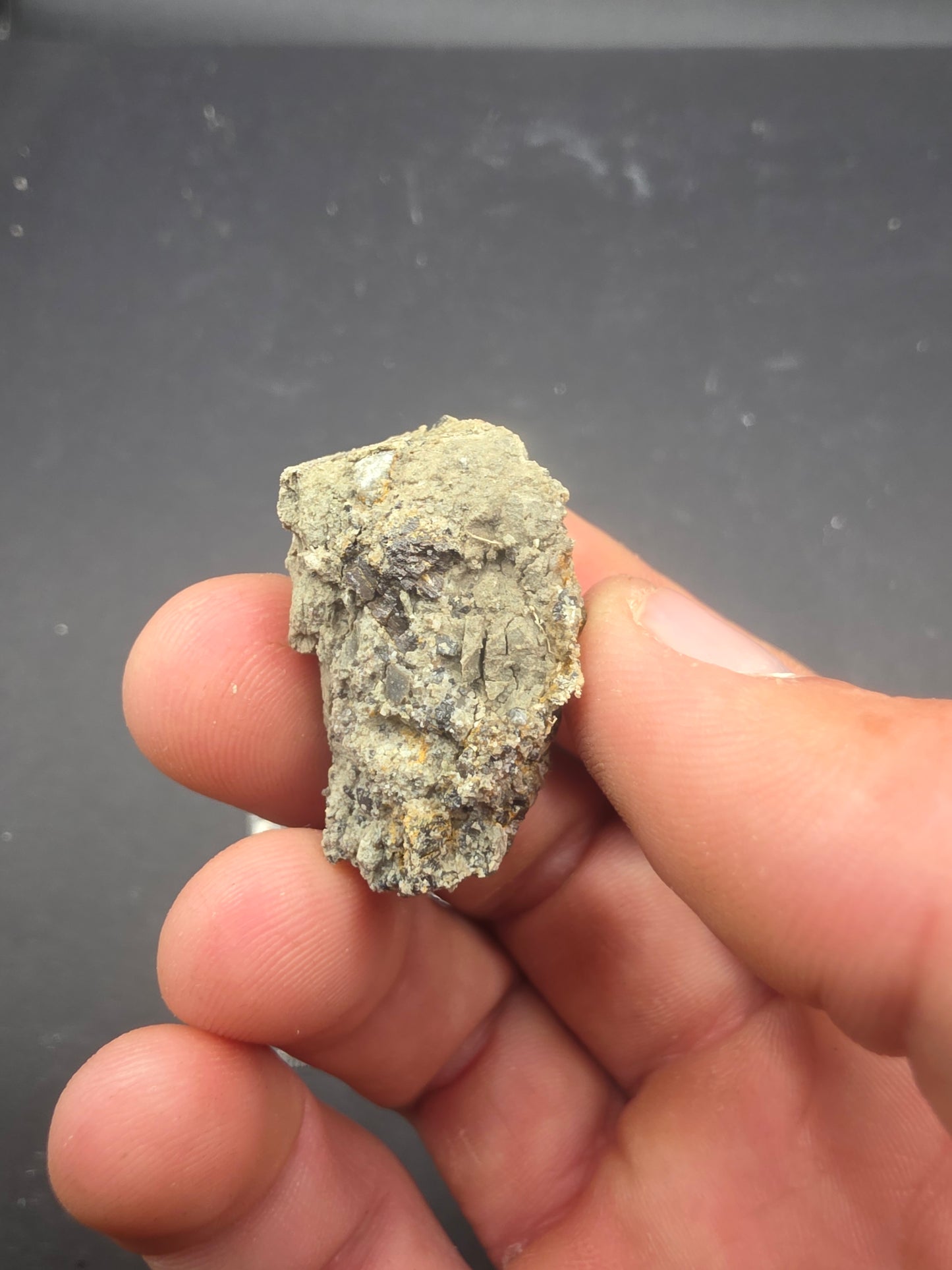Apatosaurinae Tooth-Colorado