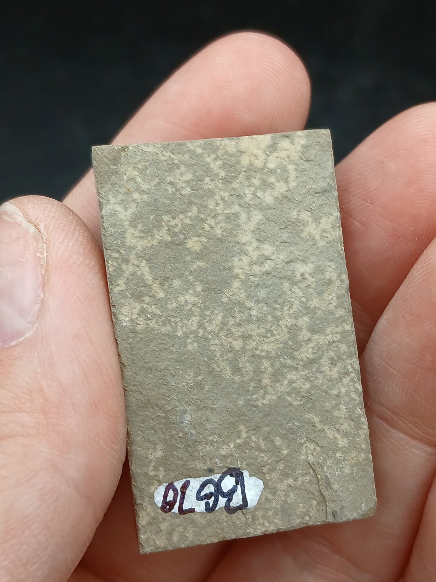 Anthracoceras beargulchensis-Montana-BG70