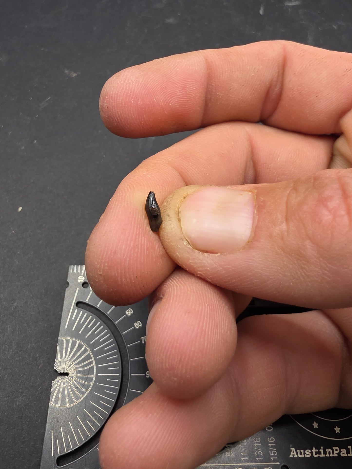 Thescelosaurus Tooth-Montana 03