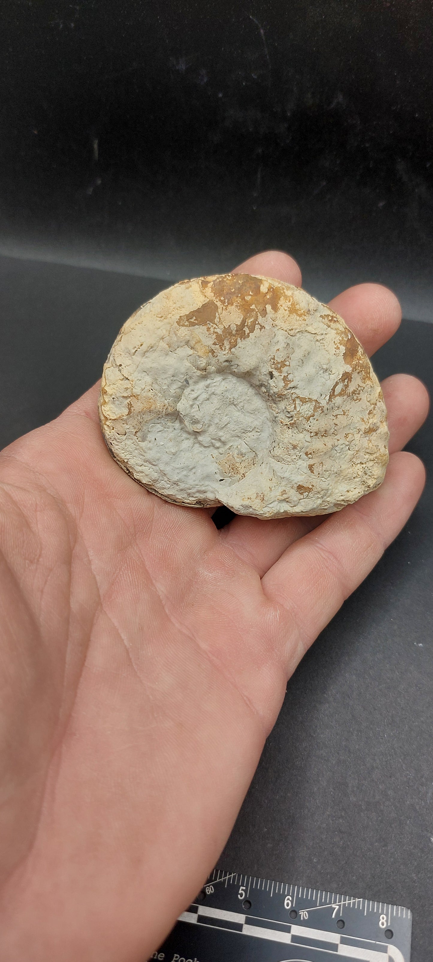 Mortoniceras (Drakeoceras) drakei-Texas 01