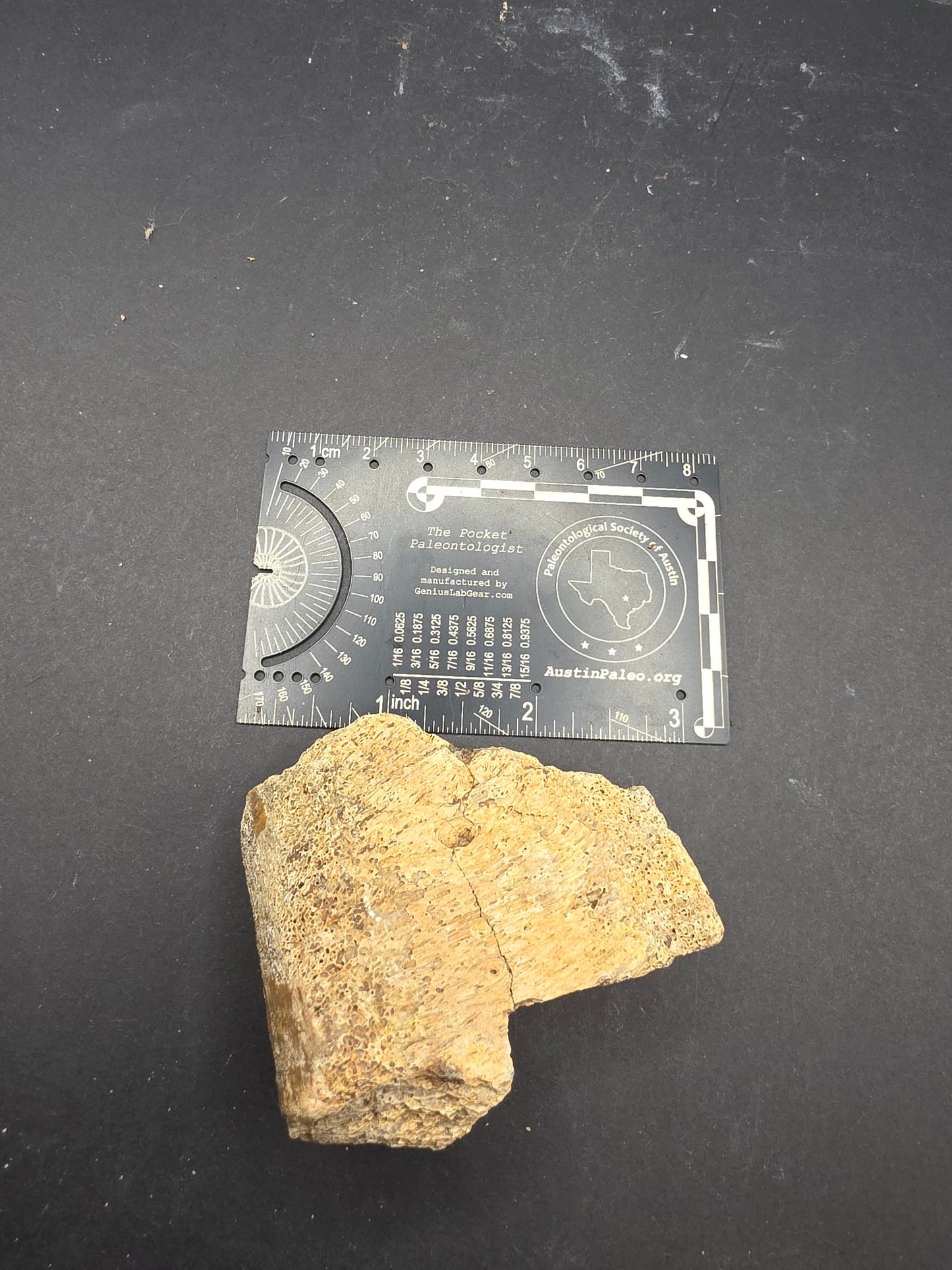 Partial Hadrosaur Vertebra on Stand-Montana