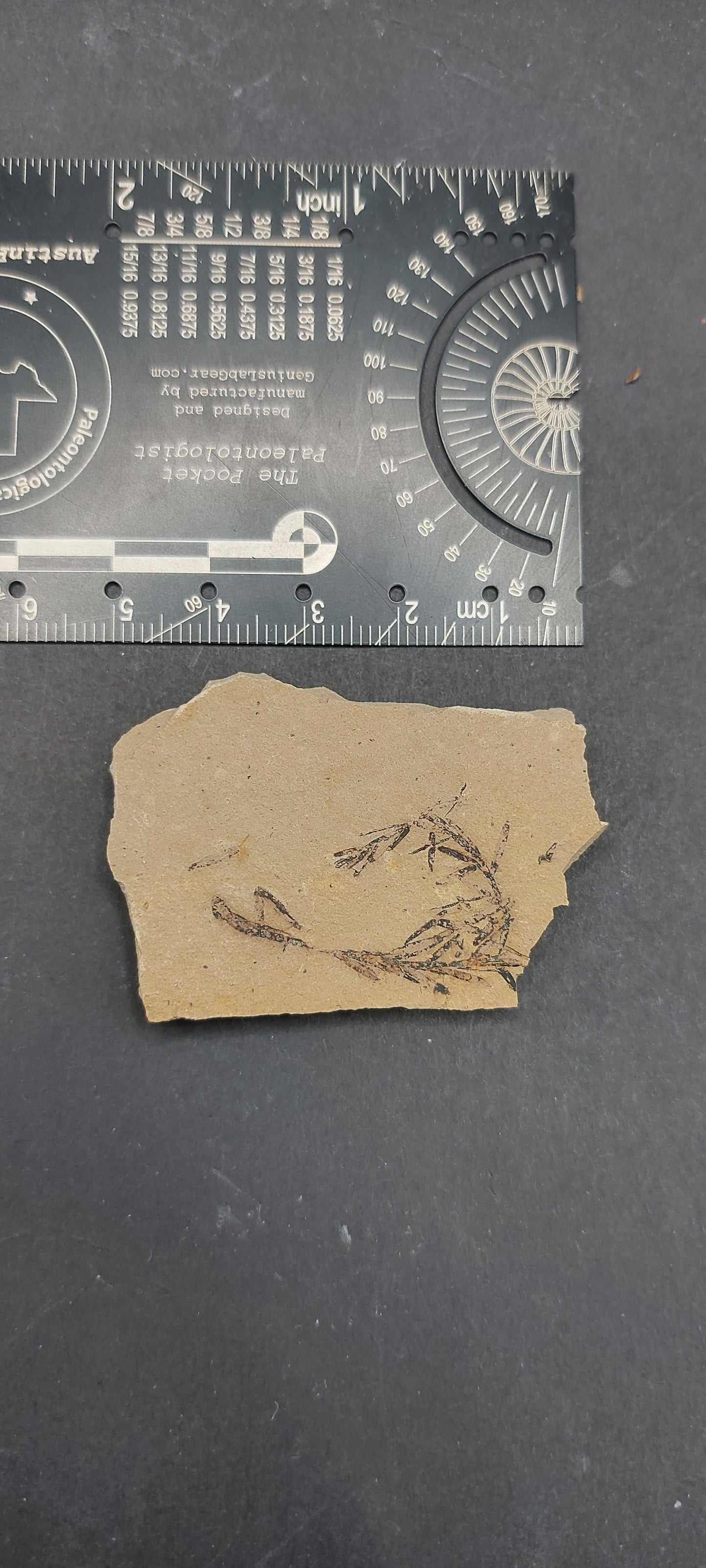 Metasequoia Leaf-Montana 02