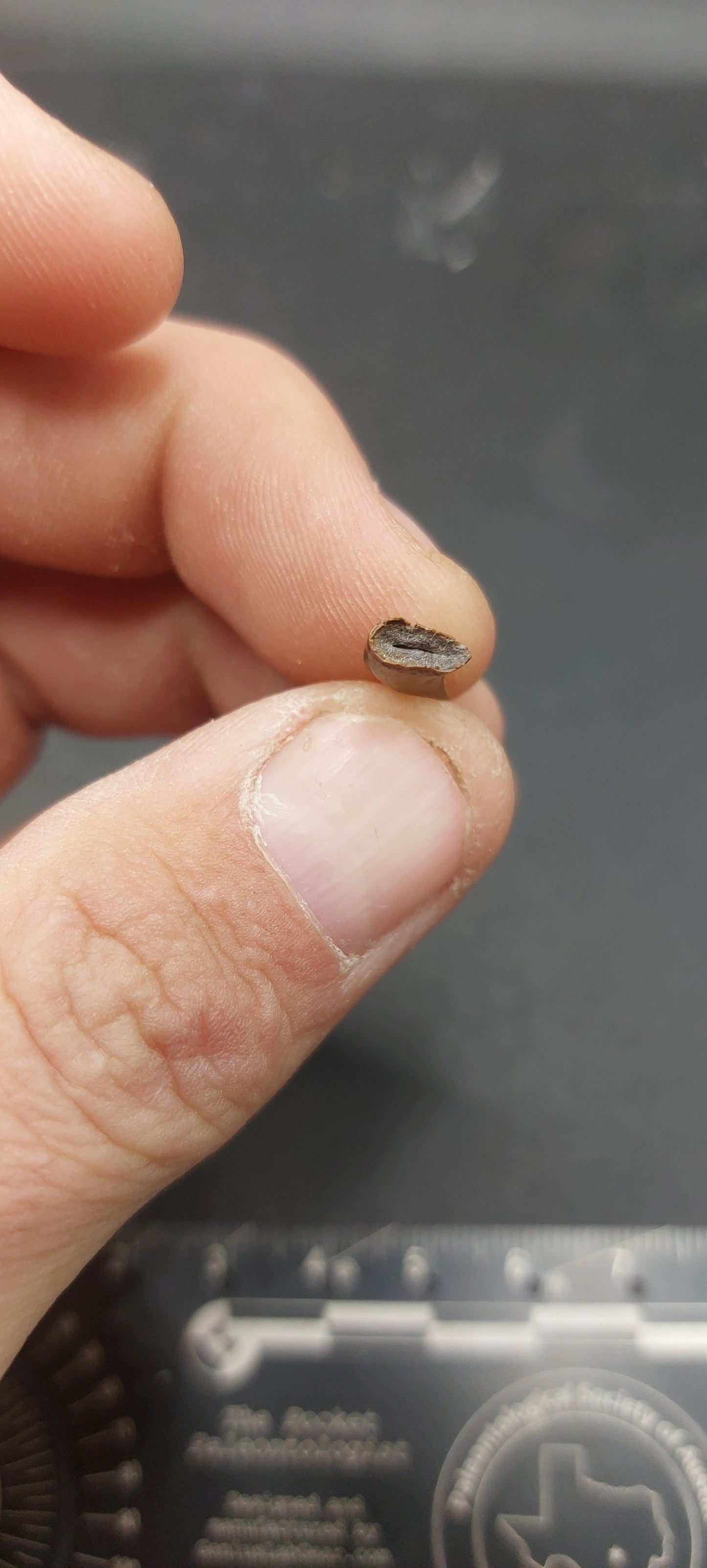 Dromaeosaurus sp. Tooth-Montana