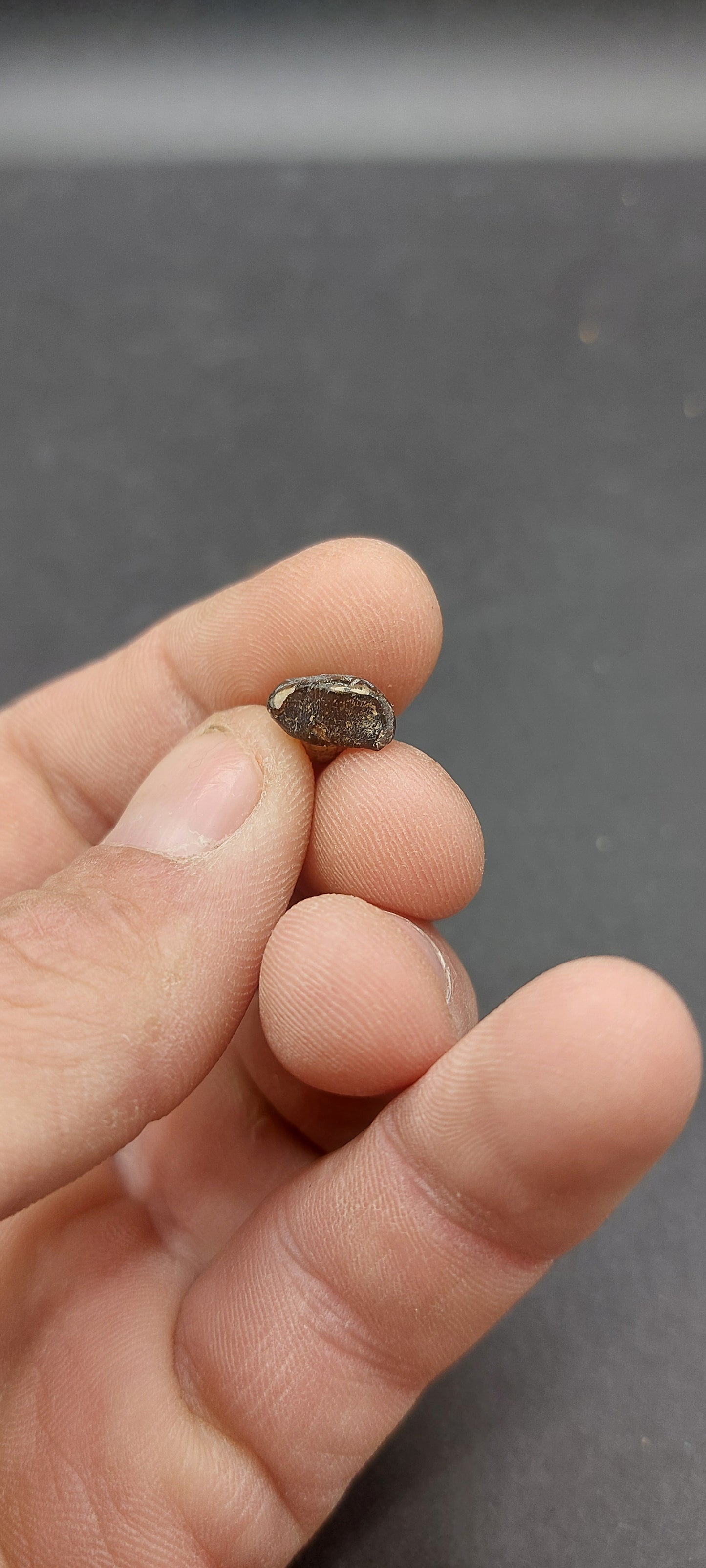Coryphodon sp. Tooth-Wyoming 03