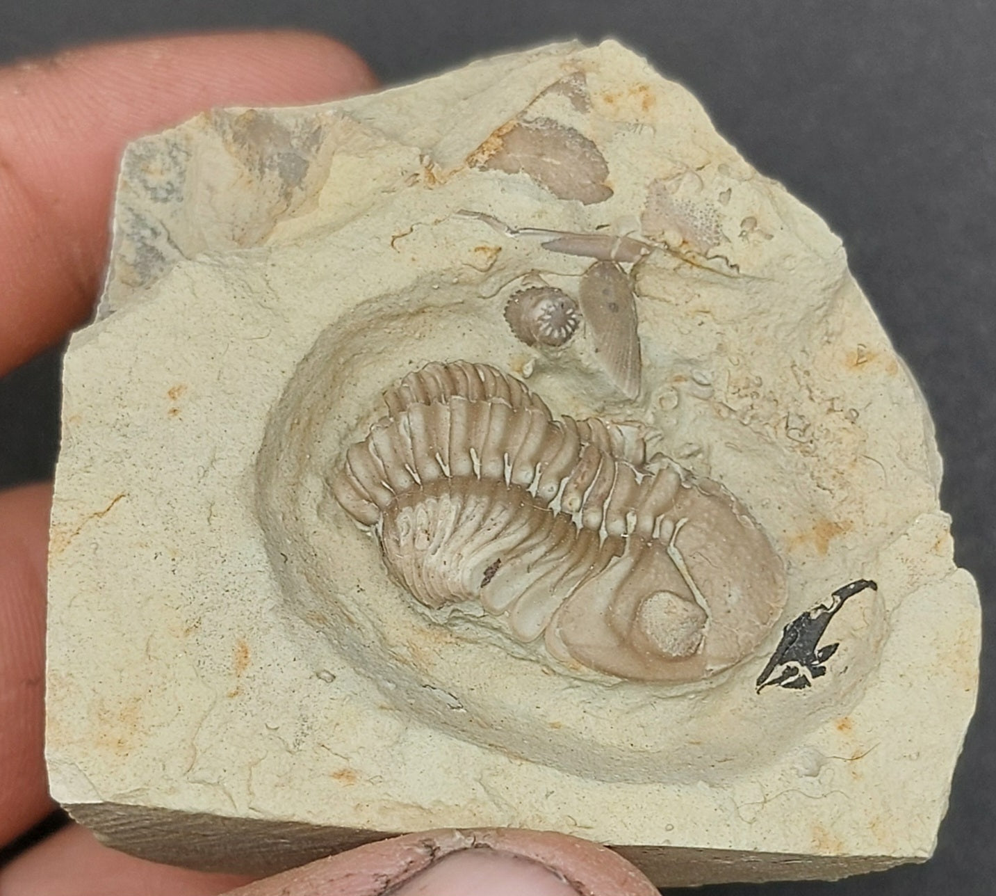 Kainops invius-Oklahoma