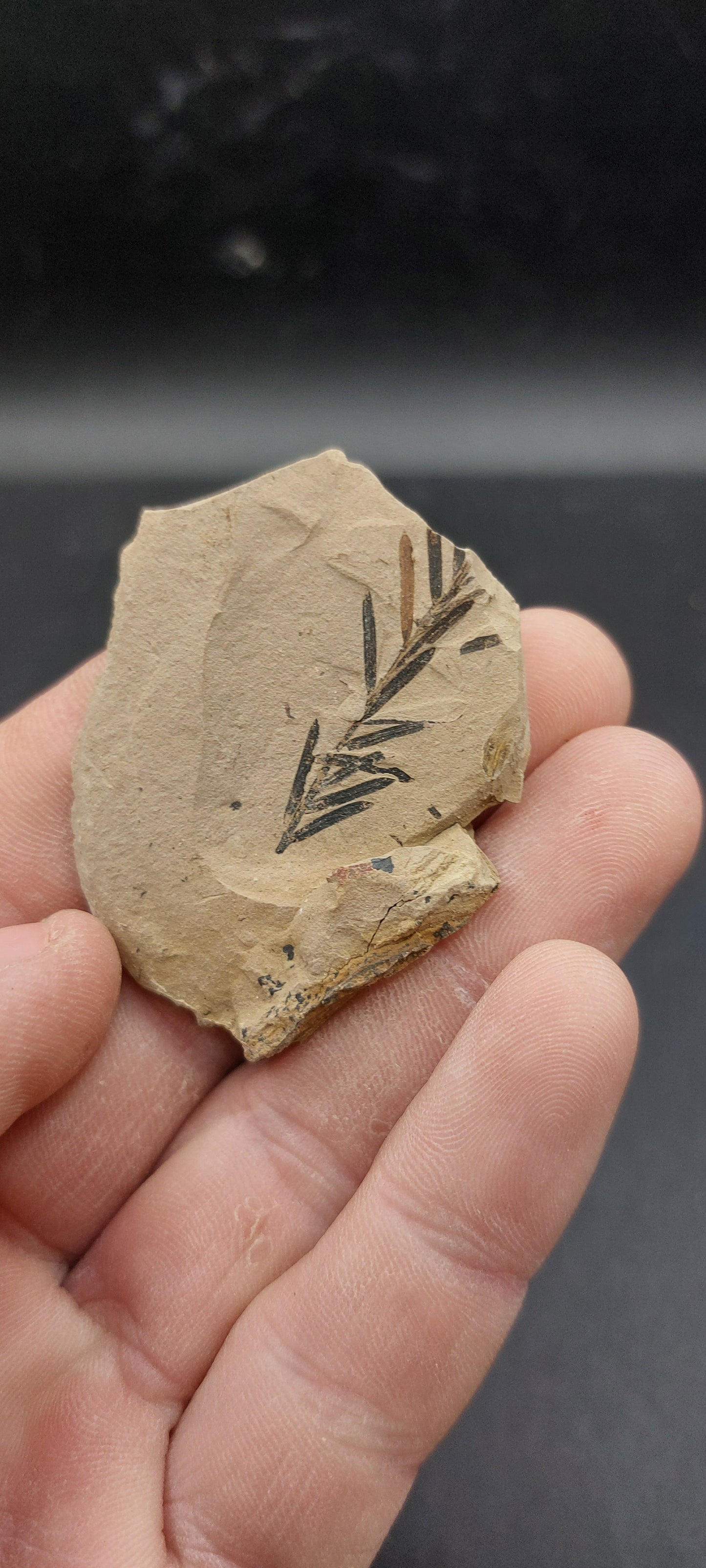 Metasequoia Leaf-Montana 01