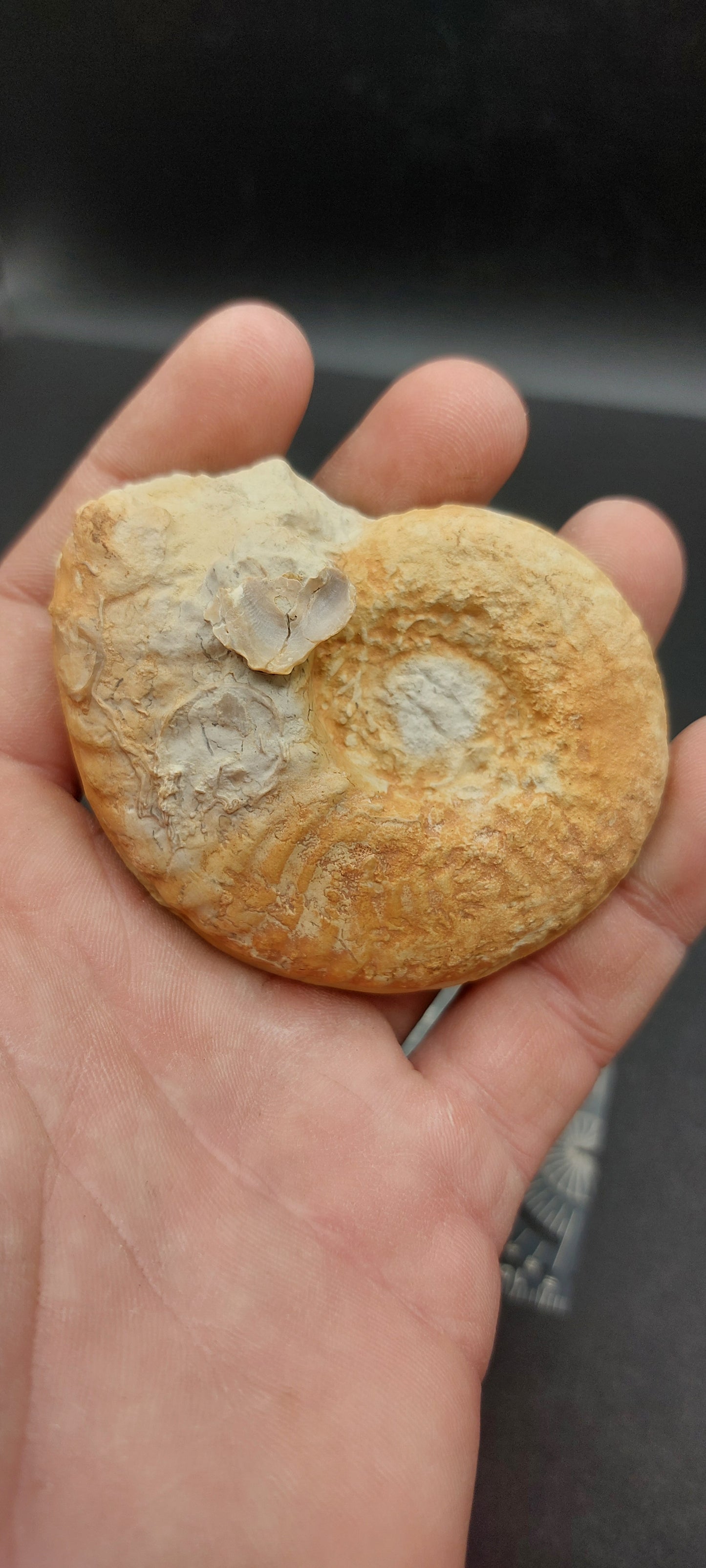 Mortoniceras (Drakeoceras) drakei-Texas 04