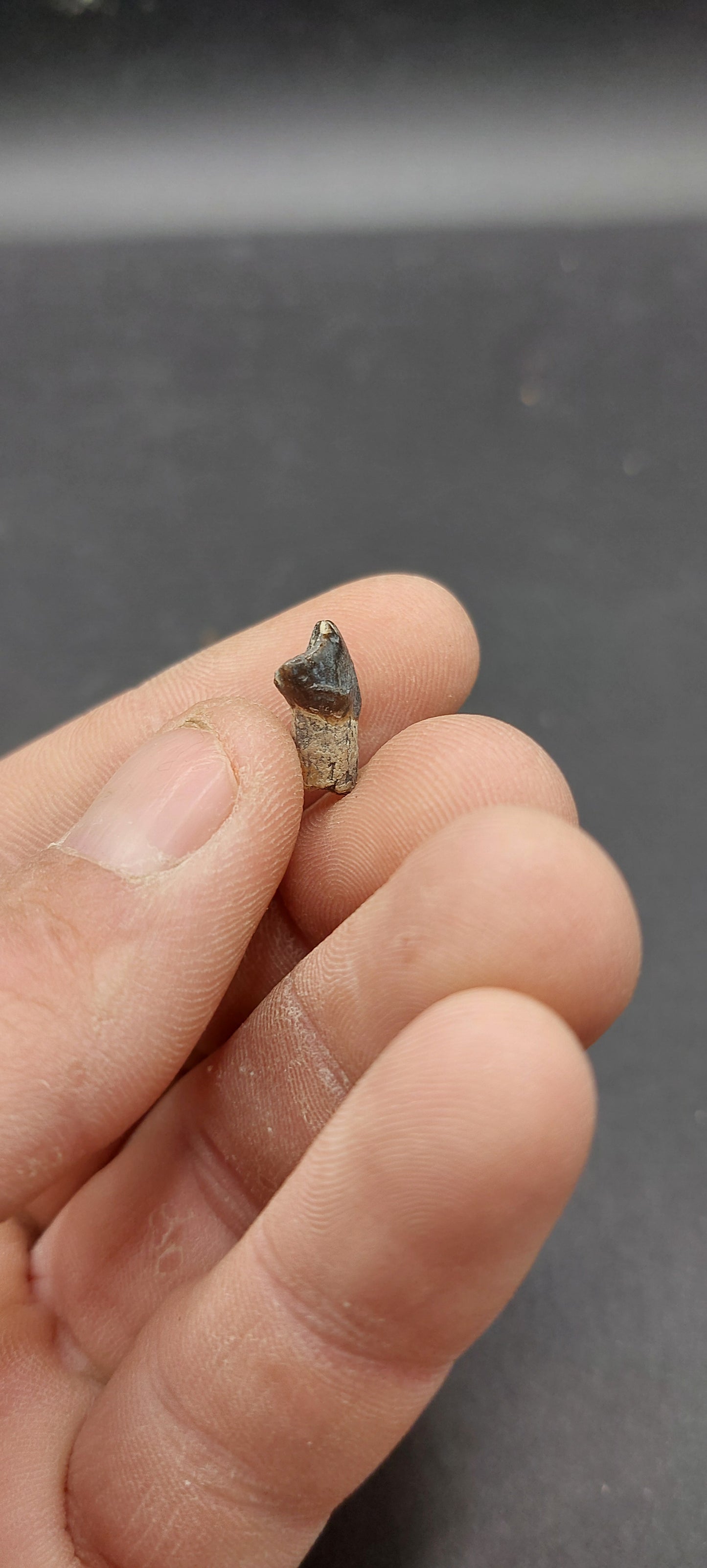 Coryphodon sp. Tooth-Wyoming 03