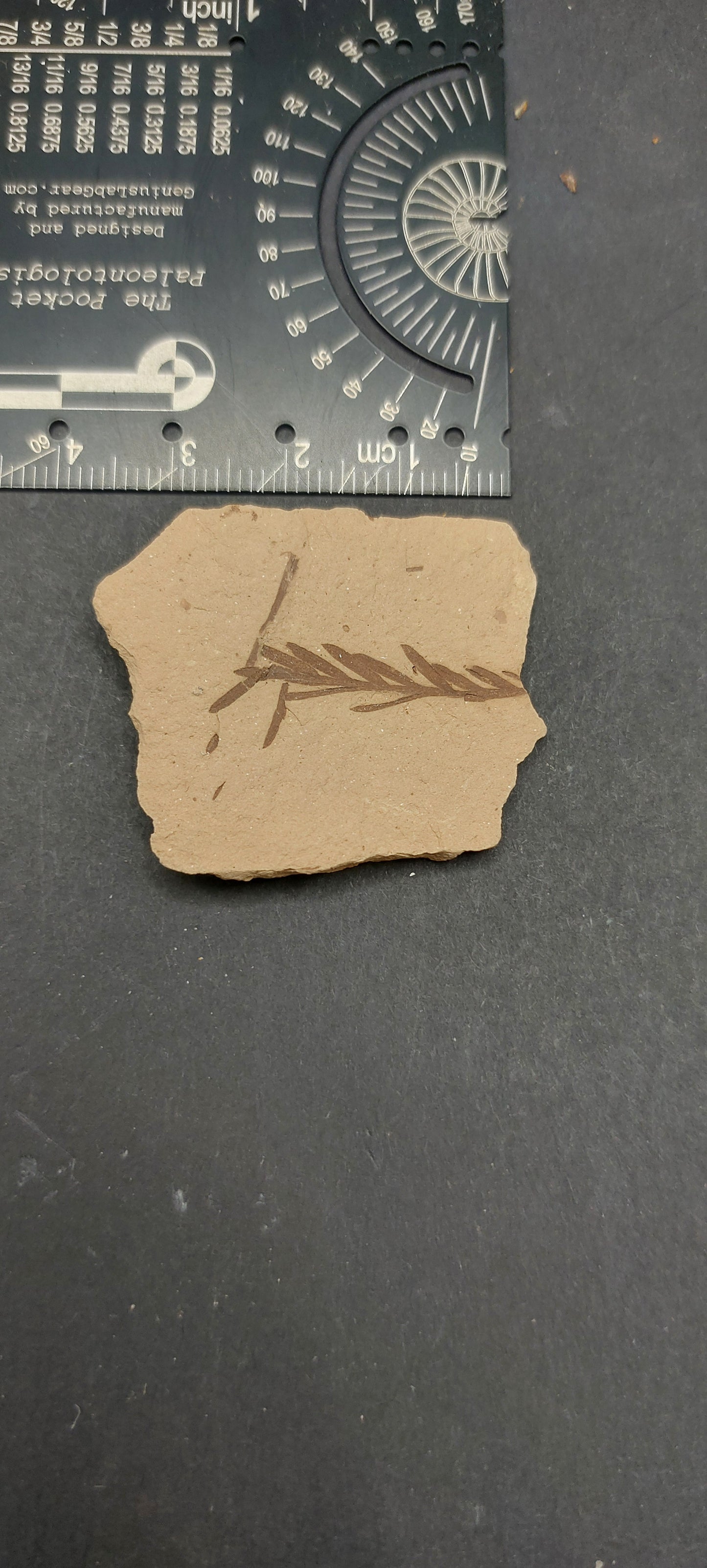 Metasequoia Leaf-Montana 06
