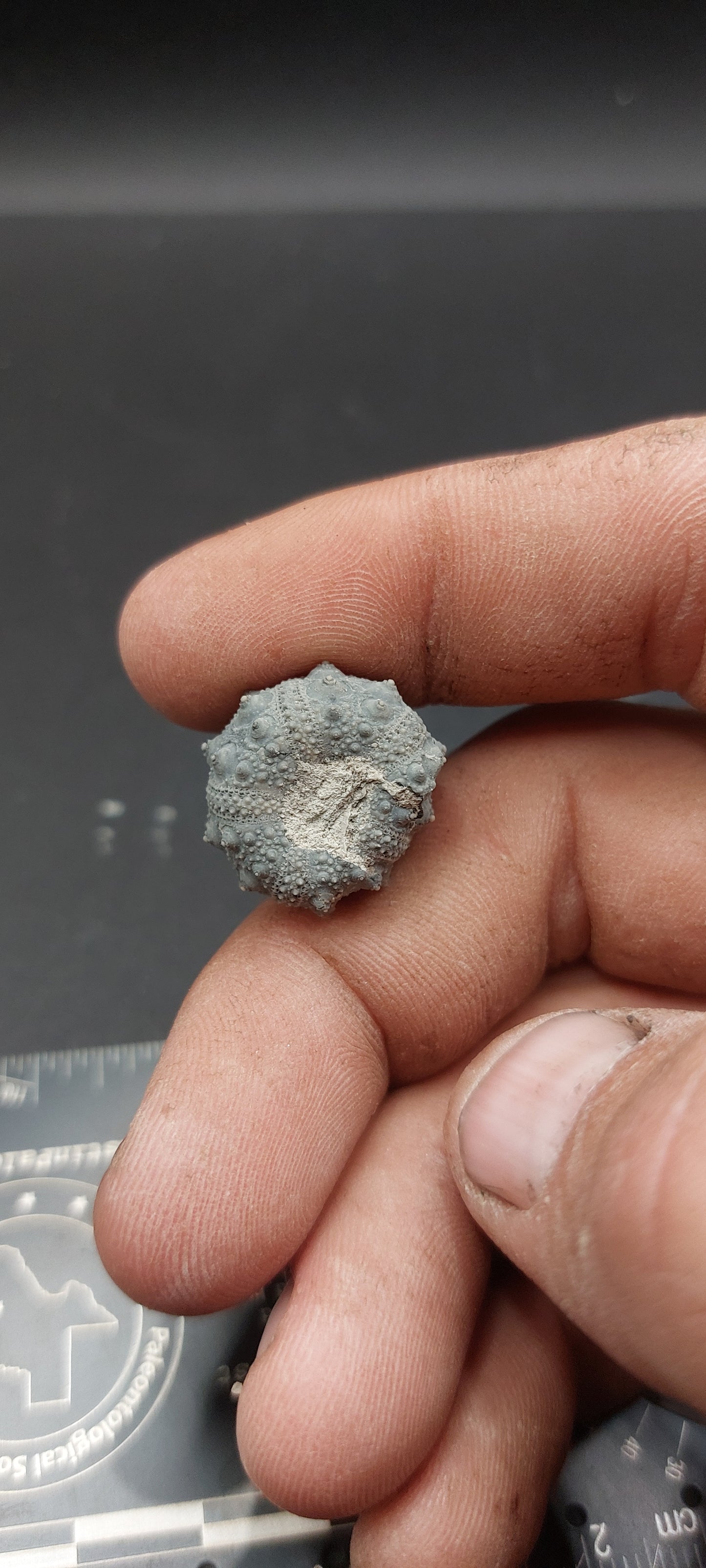 Goniophorus sp.-Texas 05