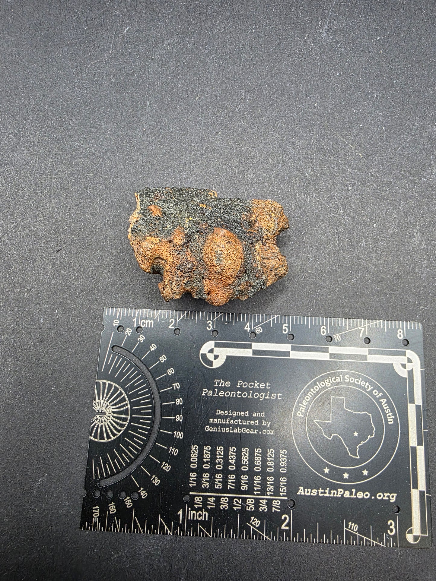 Pachycephalosaurid Skull-Texas