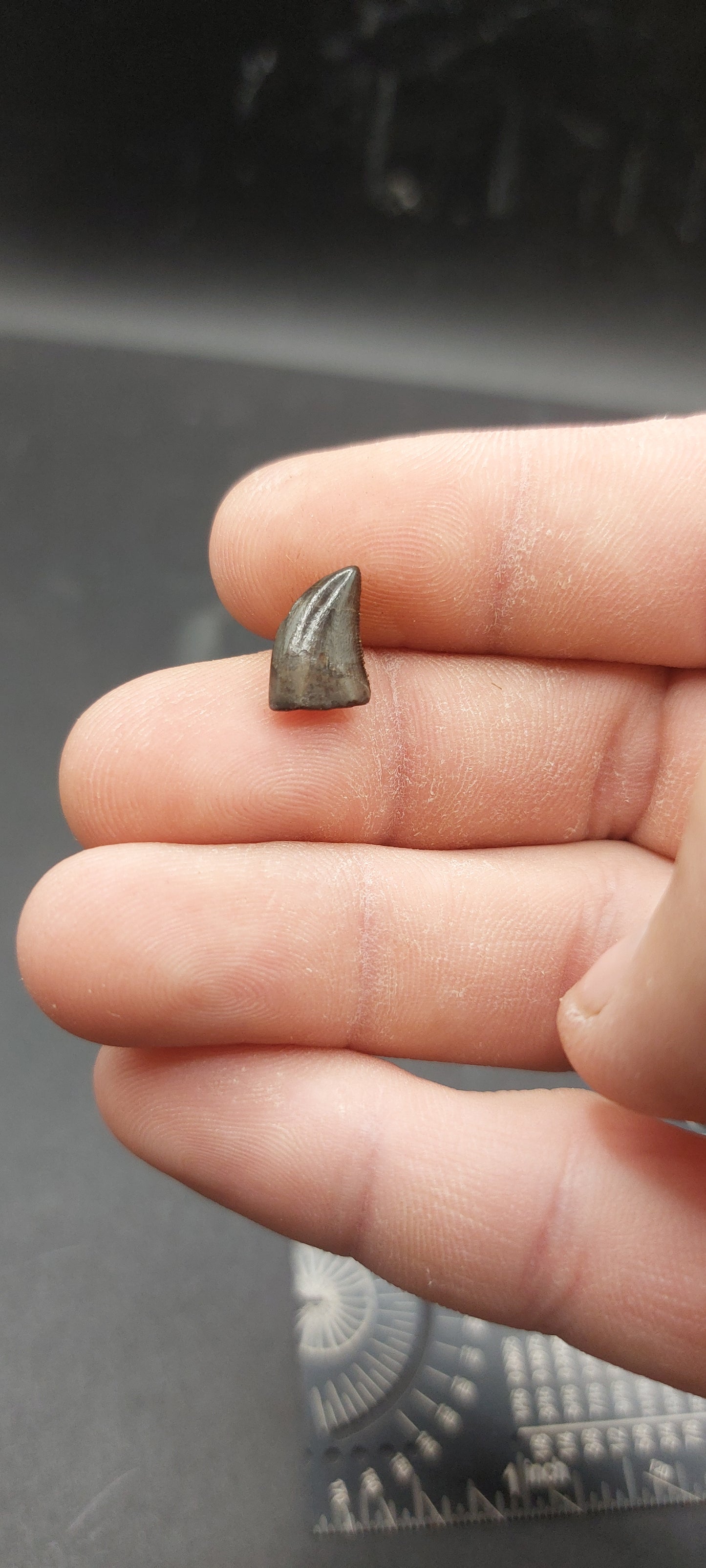 Nanotyrannus lancensis Tooth-Montana