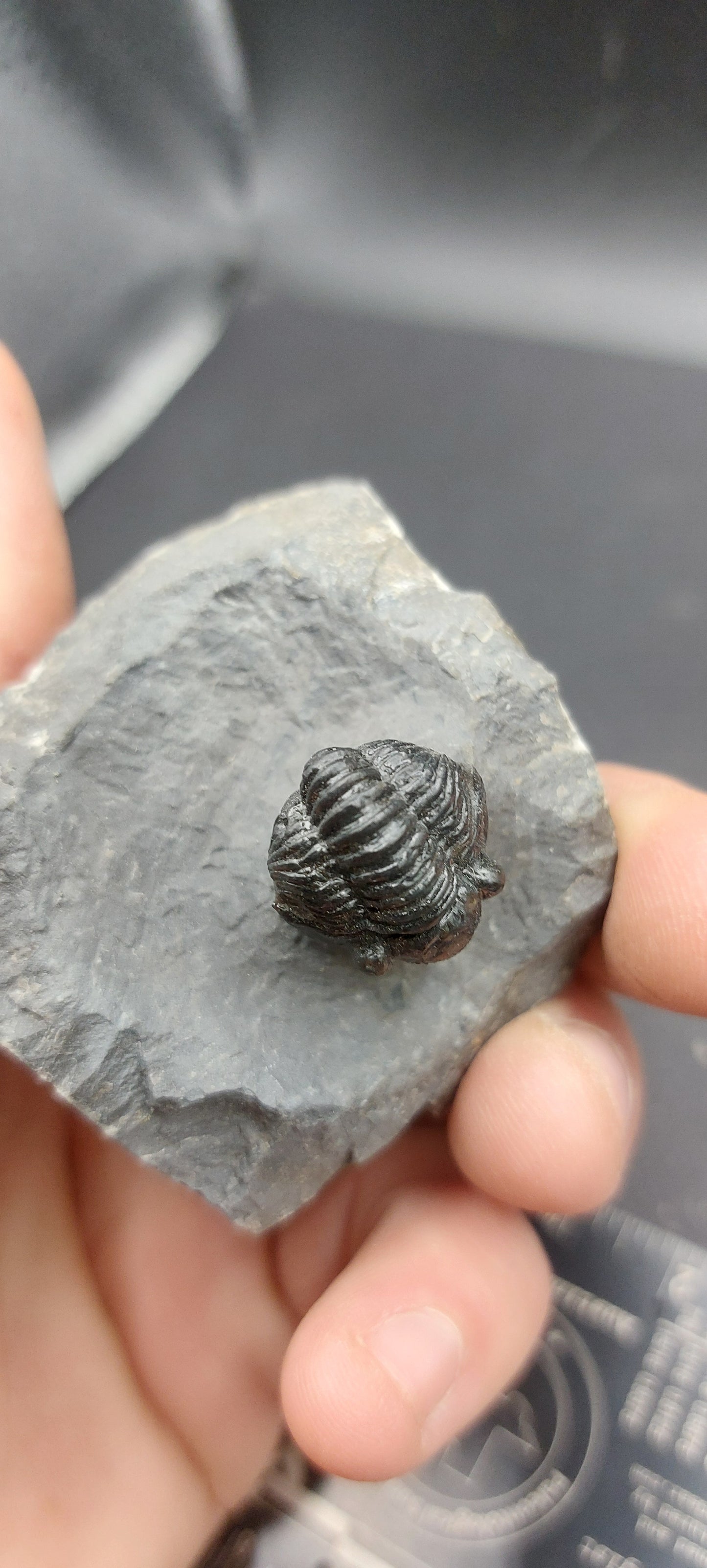 Gerastos sp.-Morocco 04