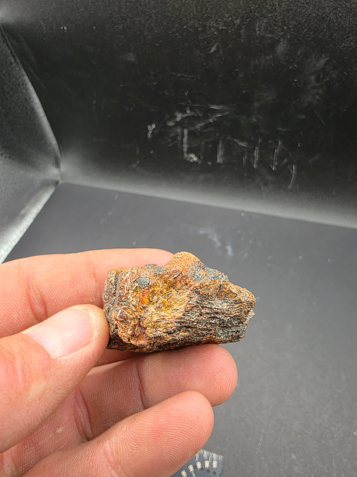 Pachycephalosaurid Skull-Texas