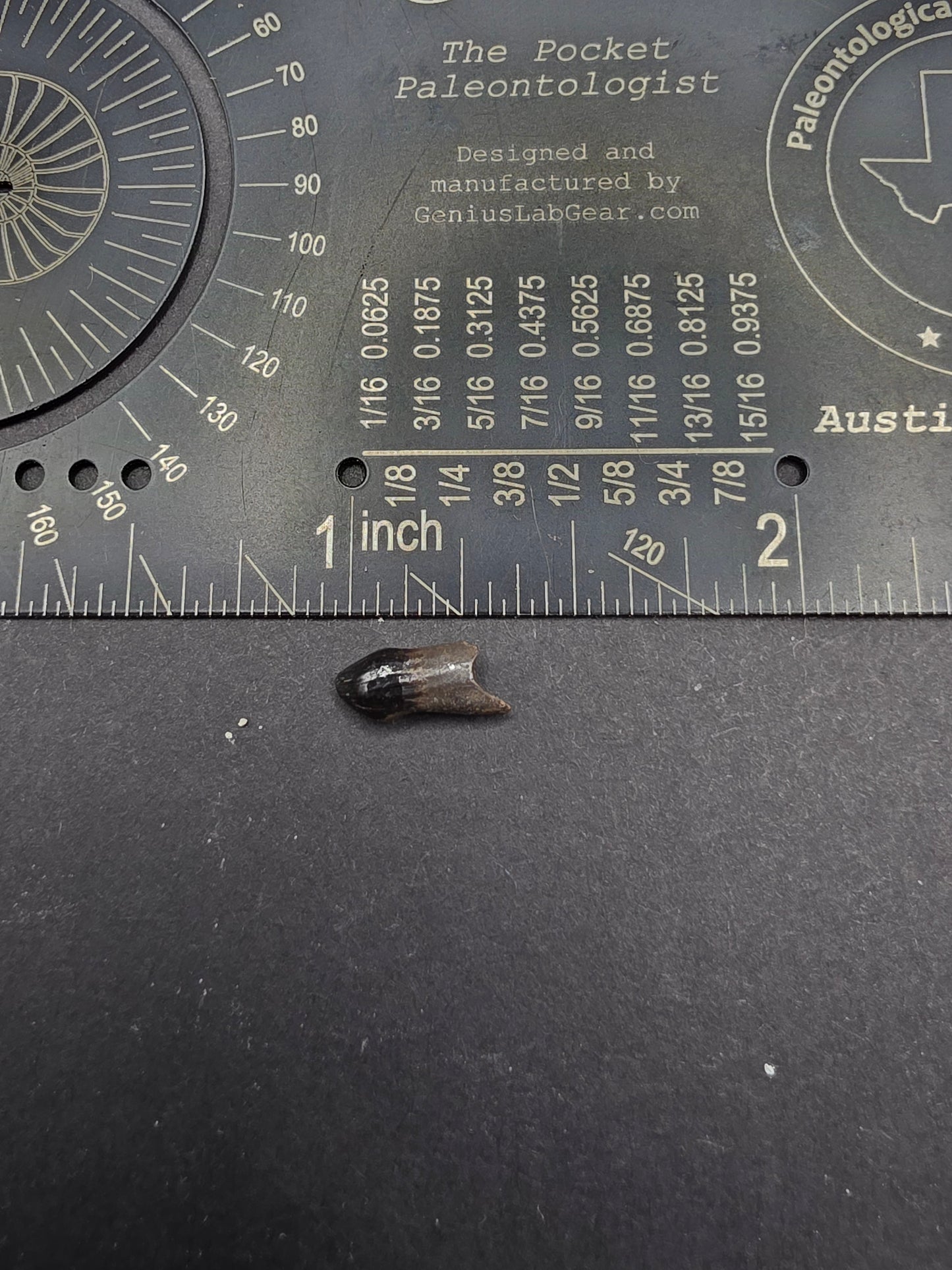Thescelosaurus Tooth-Montana 04