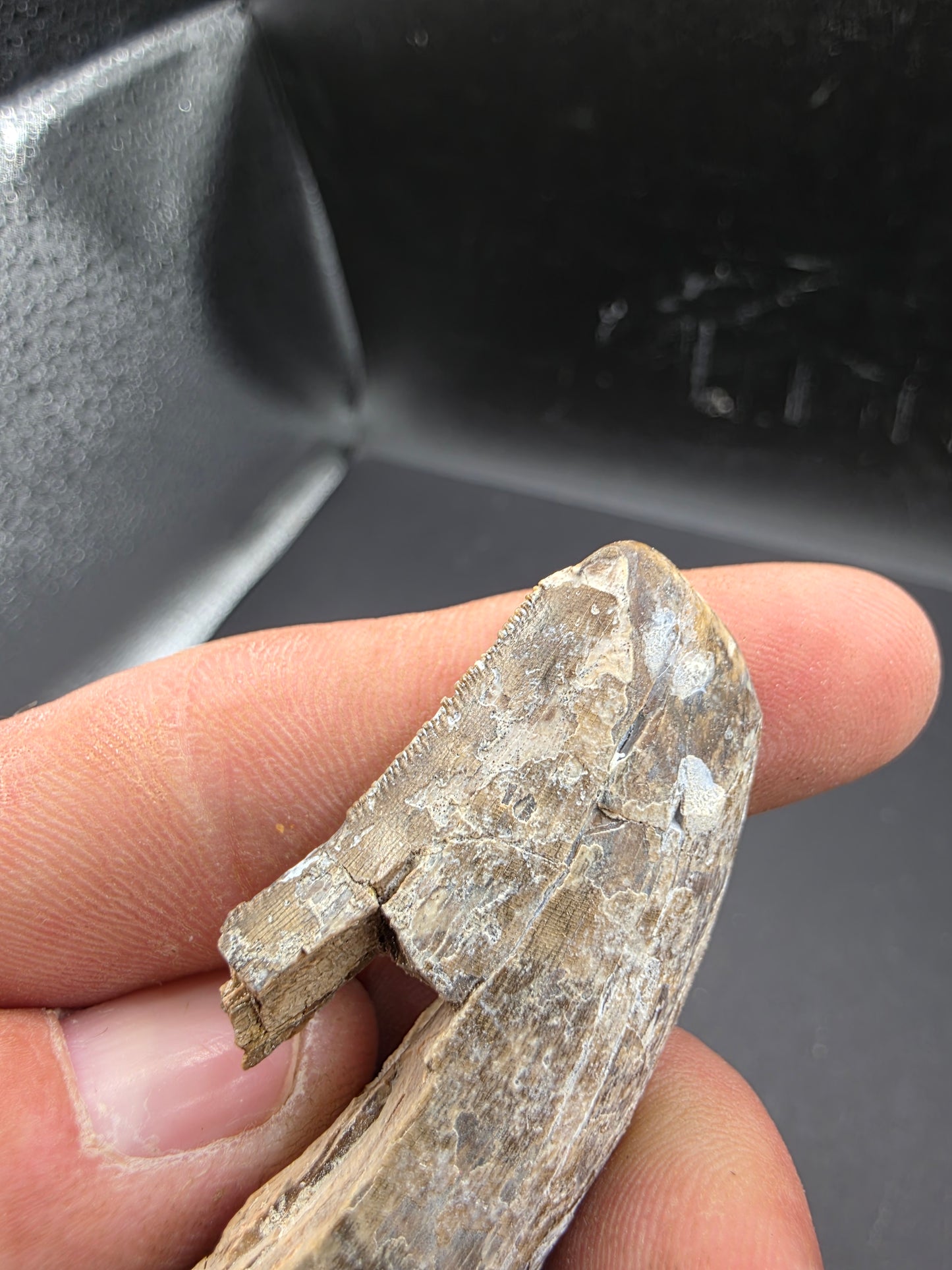Tyrannosaurid Tooth-Texas