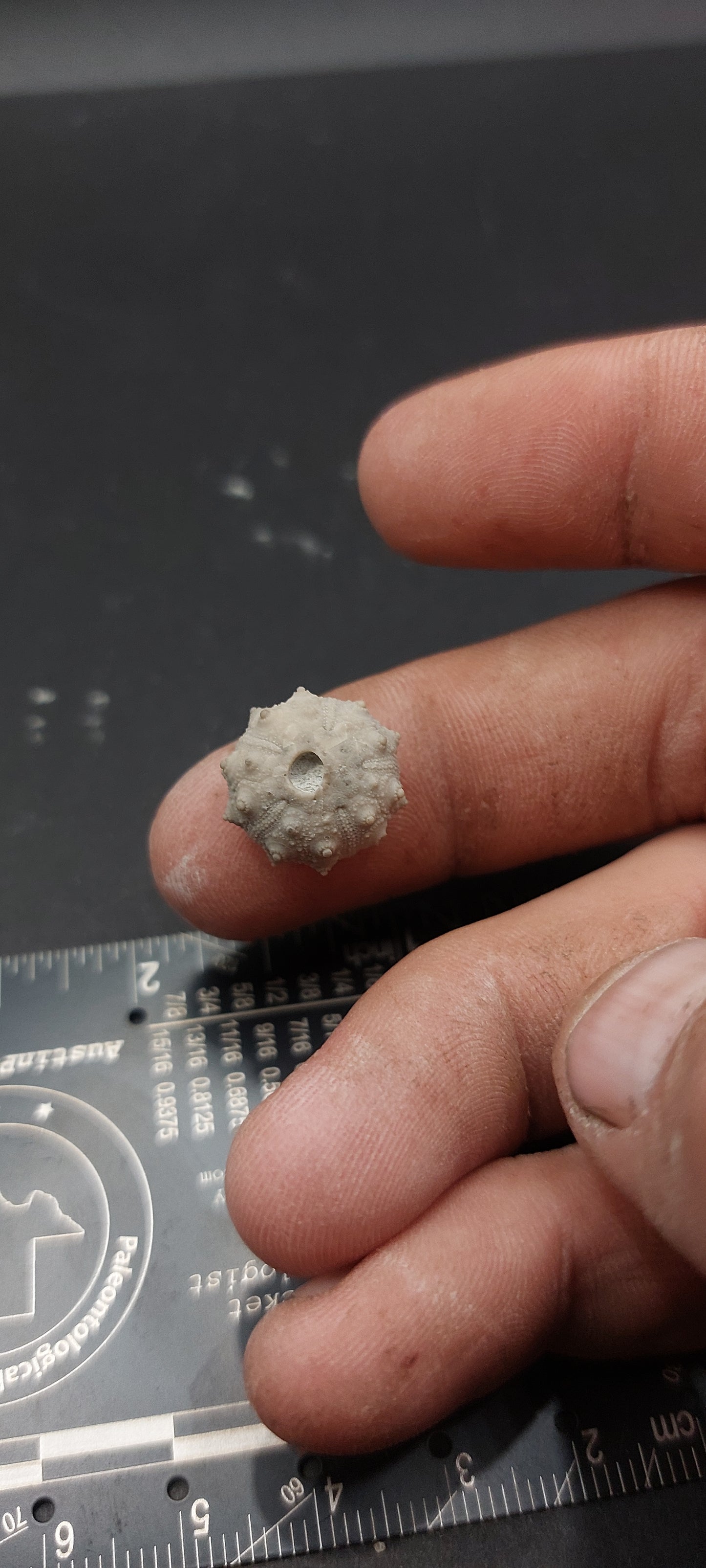 Goniophorus scotti-Texas 03