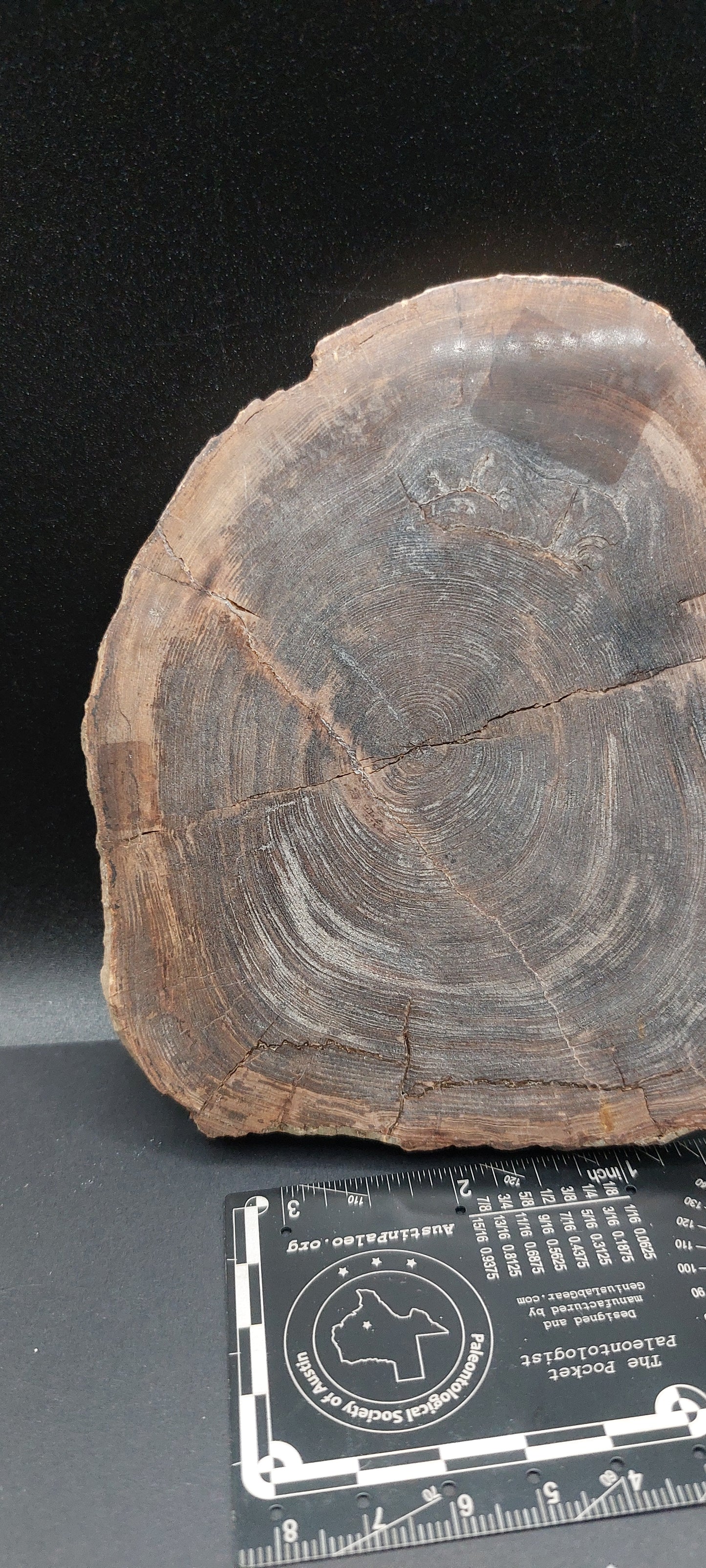 Petrified Wood-Oregon 01
