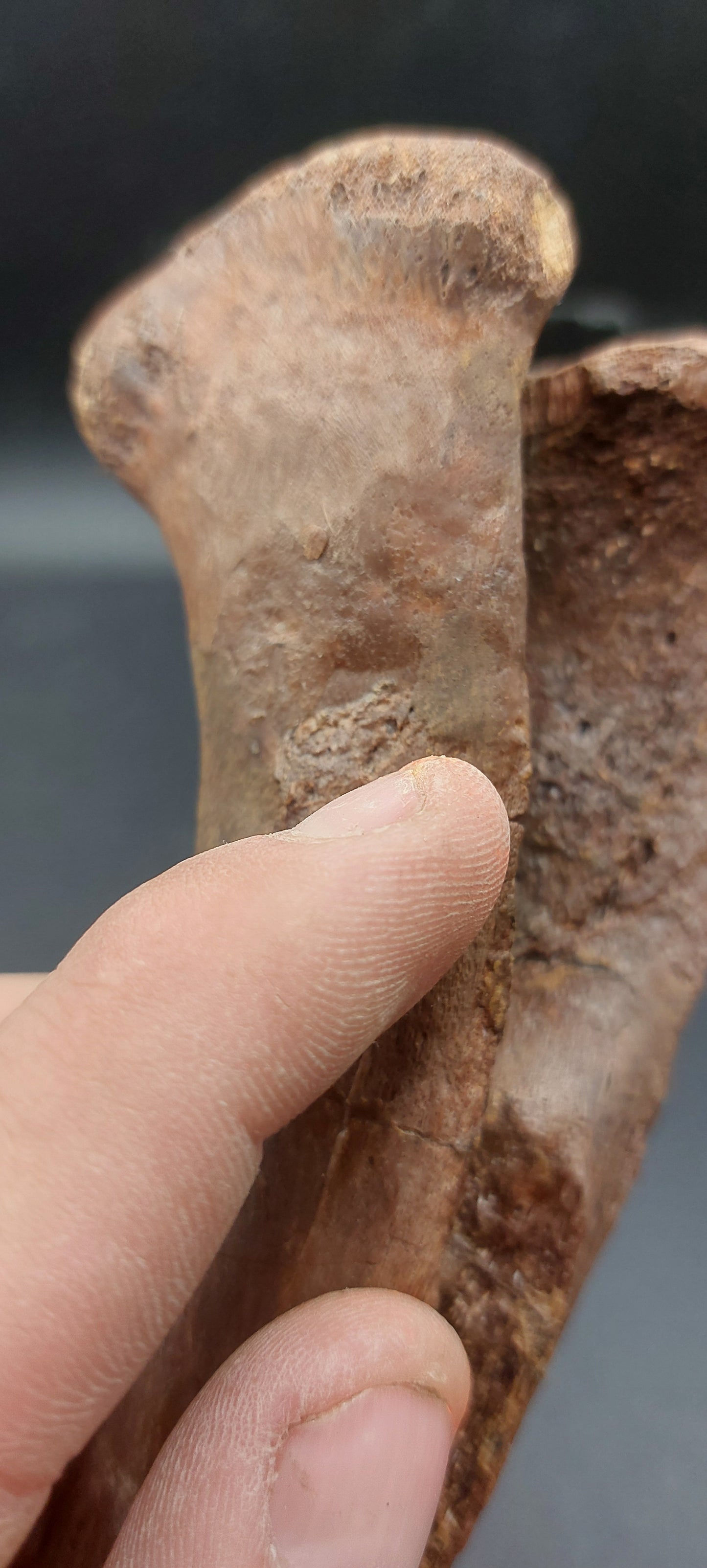 Hadrosaur Chevron-Texas