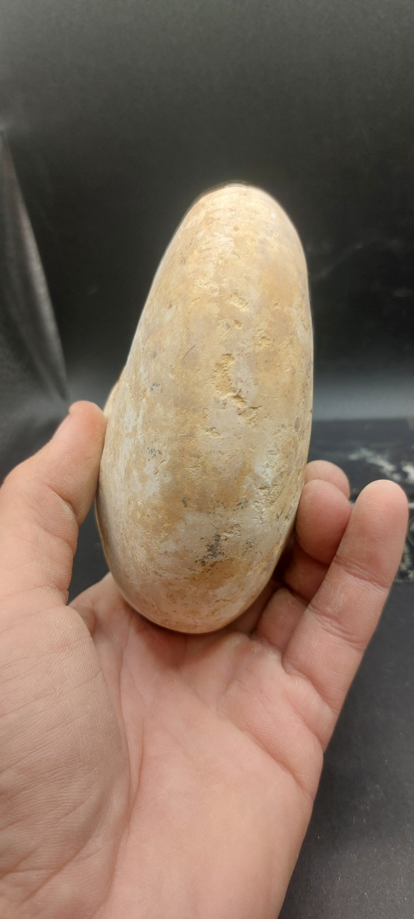 Cymatoceras texanum-Texas 03