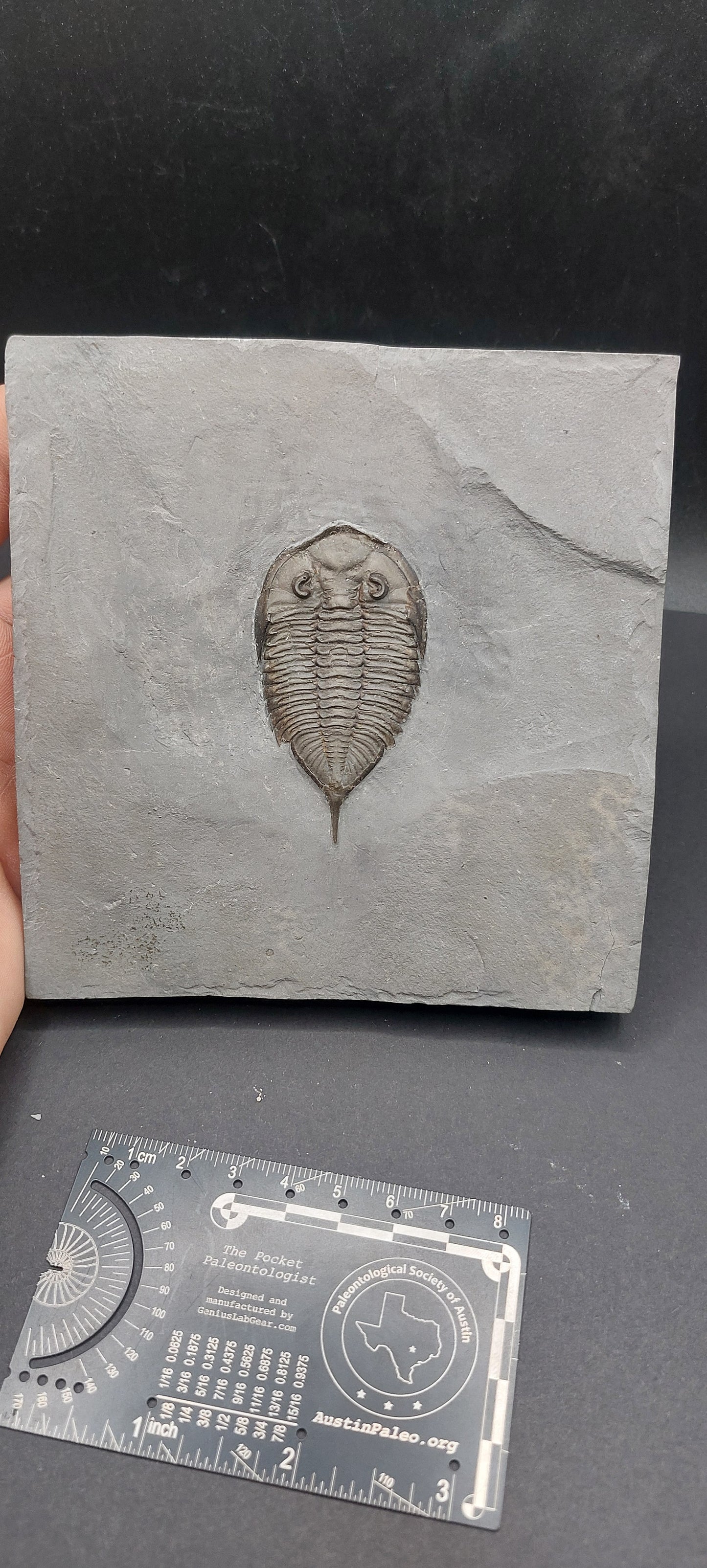 Dalmanites limulurus-New York