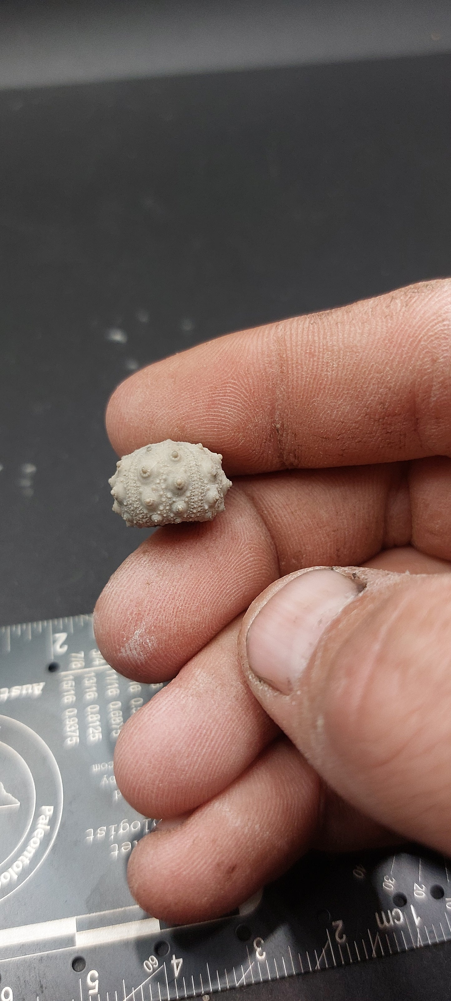 Goniophorus scotti-Texas 03
