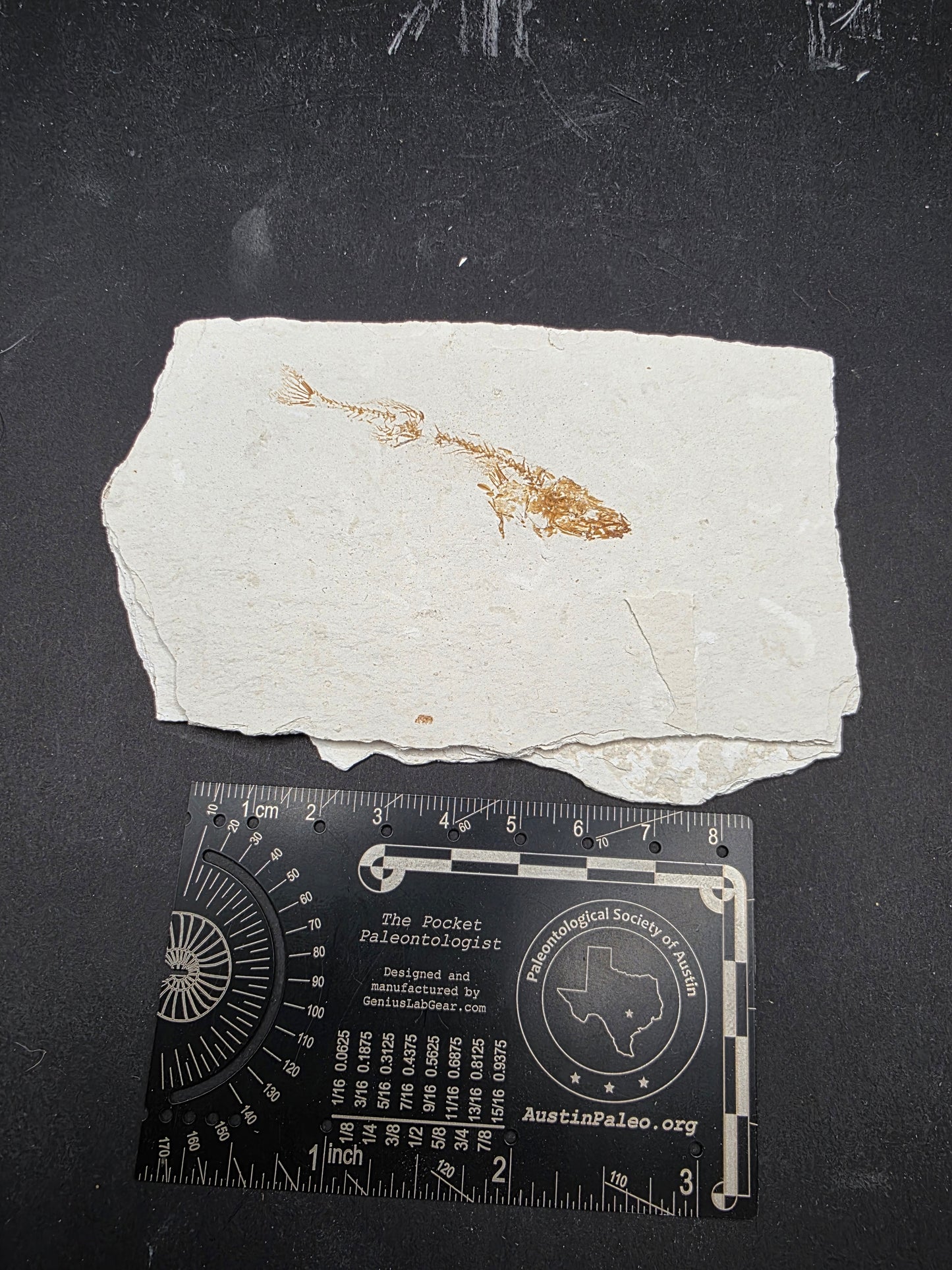 Fundulus nevadensis "Cyrenodontid Killifish"-Nevada 01
