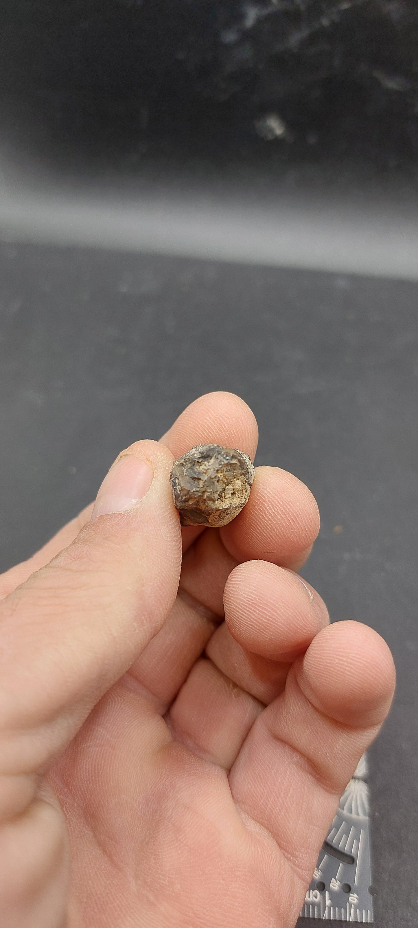 Coryphodon sp. Tooth-Wyoming 02